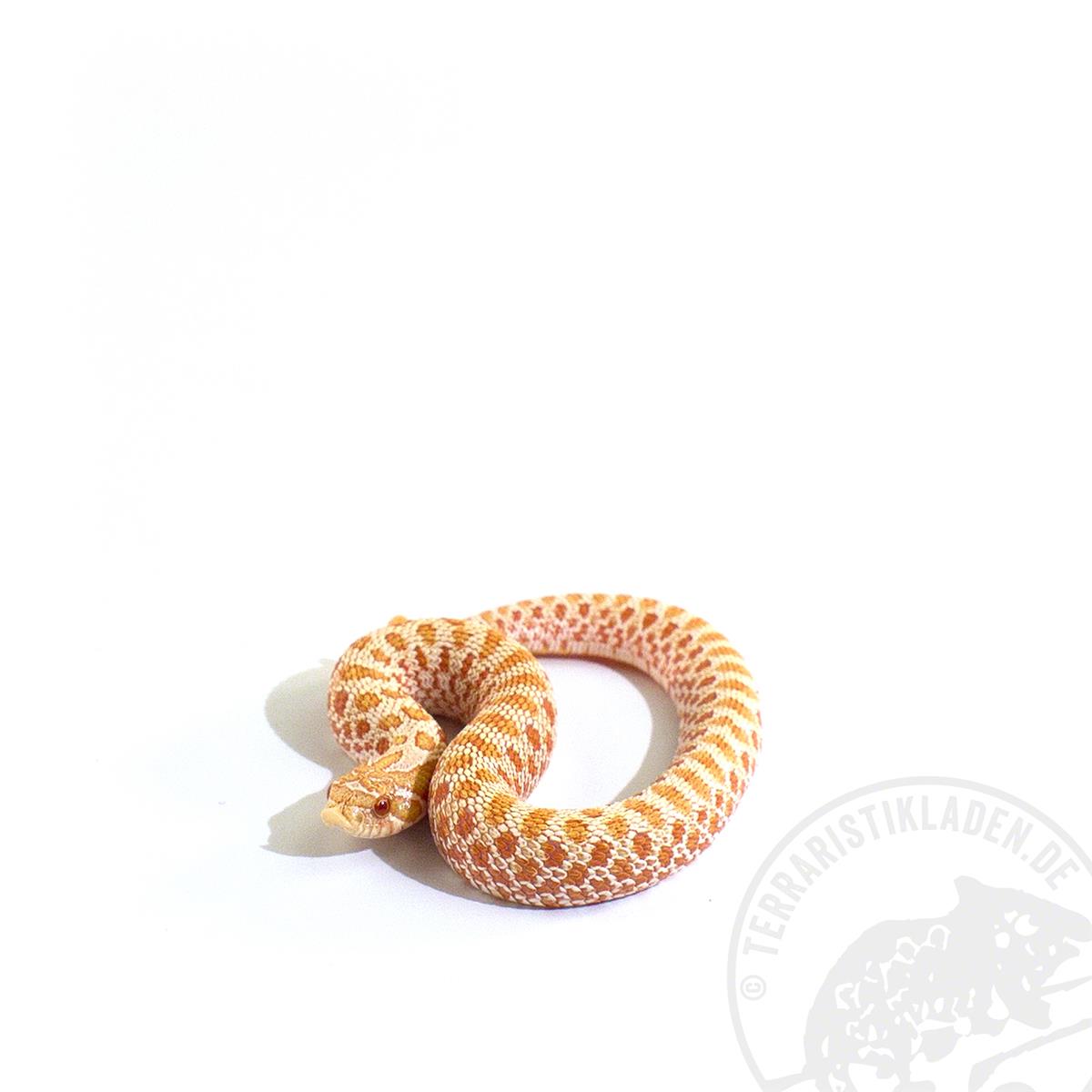 Heterodon nasicus Albino Conda