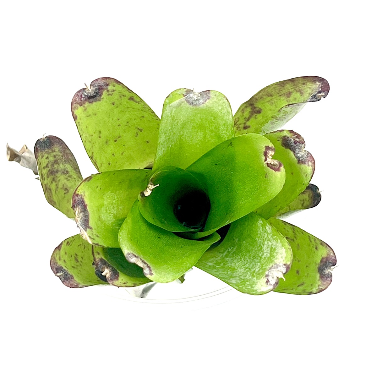 Neoregelia abendrothae