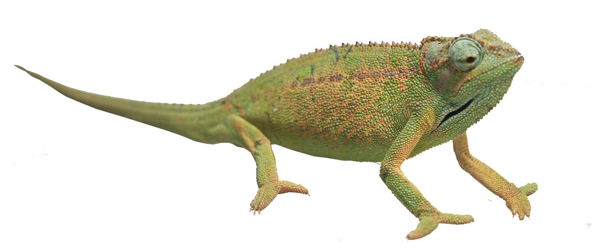 Trioceros ellioti