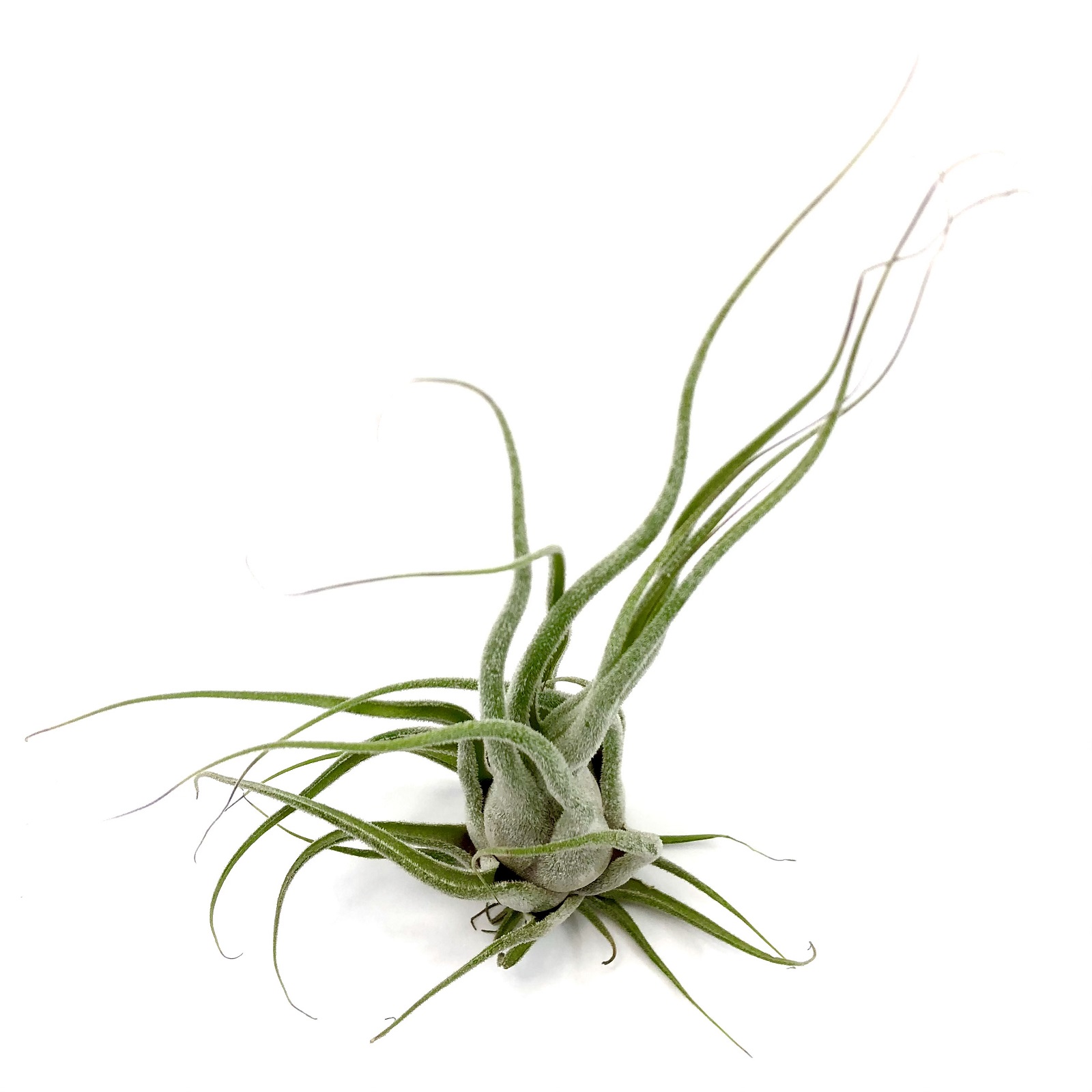 Tillandsia seleriana