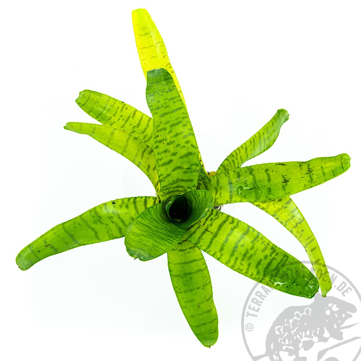 Neoregelia ampullacea Bromelie