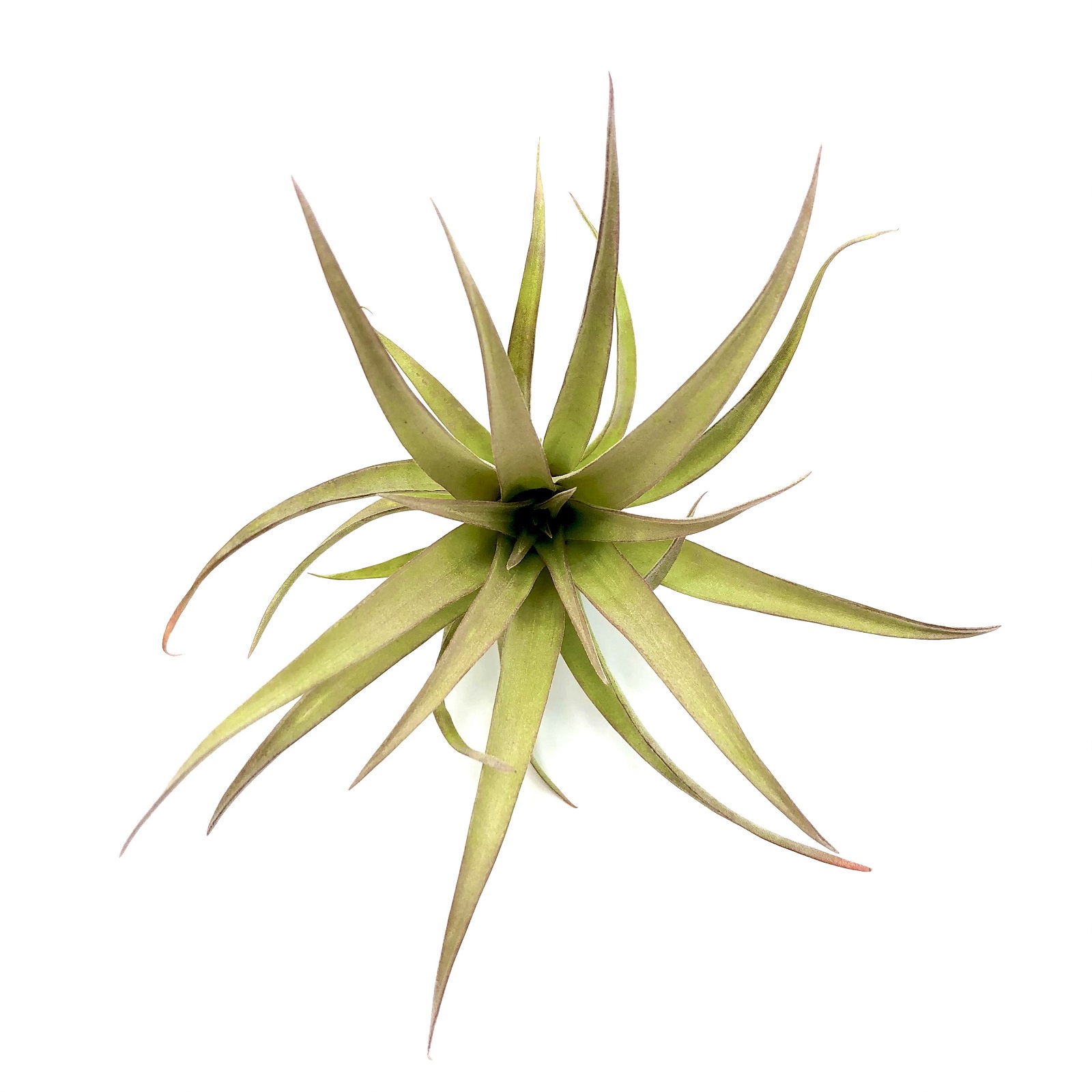 Tillandsia capitata red Tillandsia capitata red