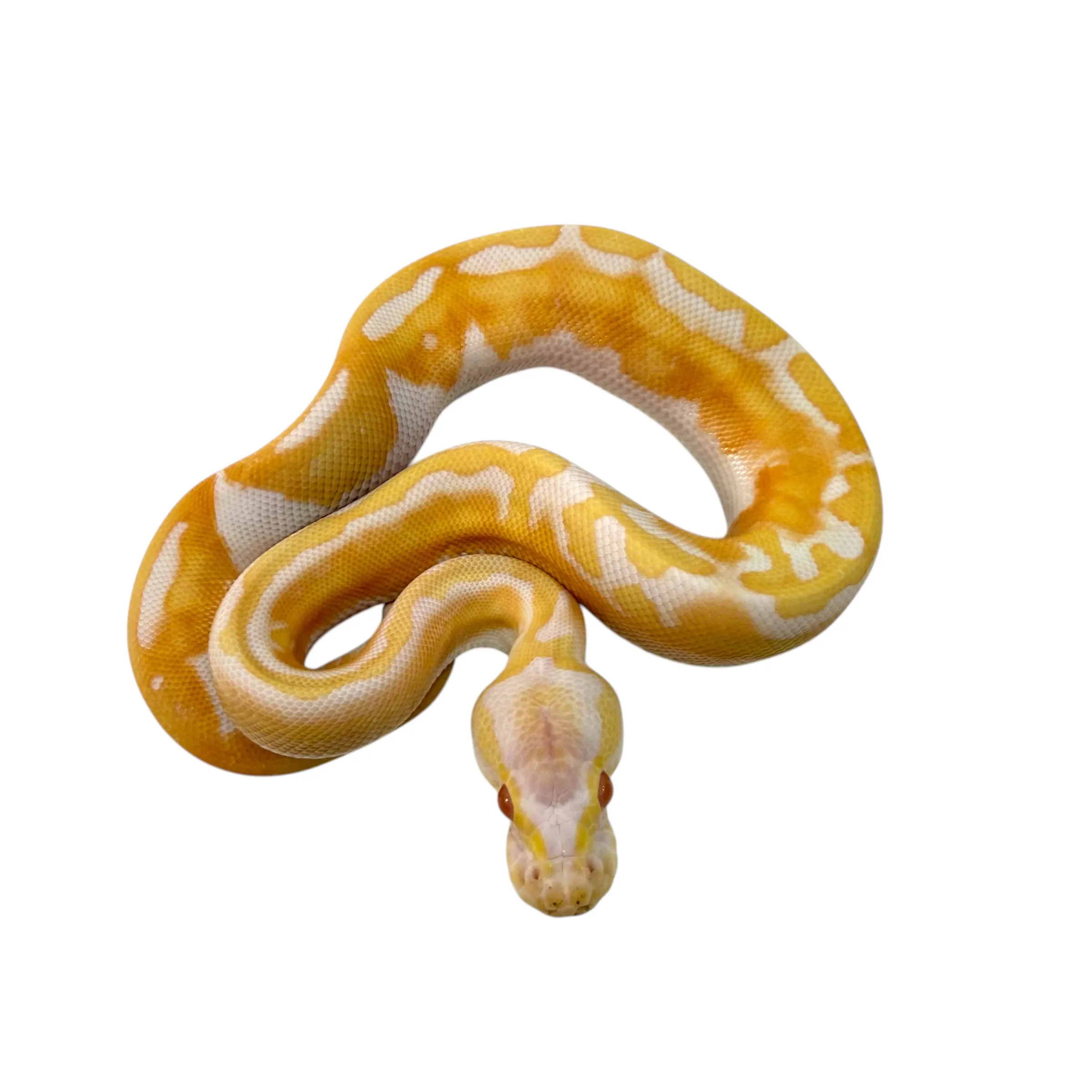 Albino Piebald
