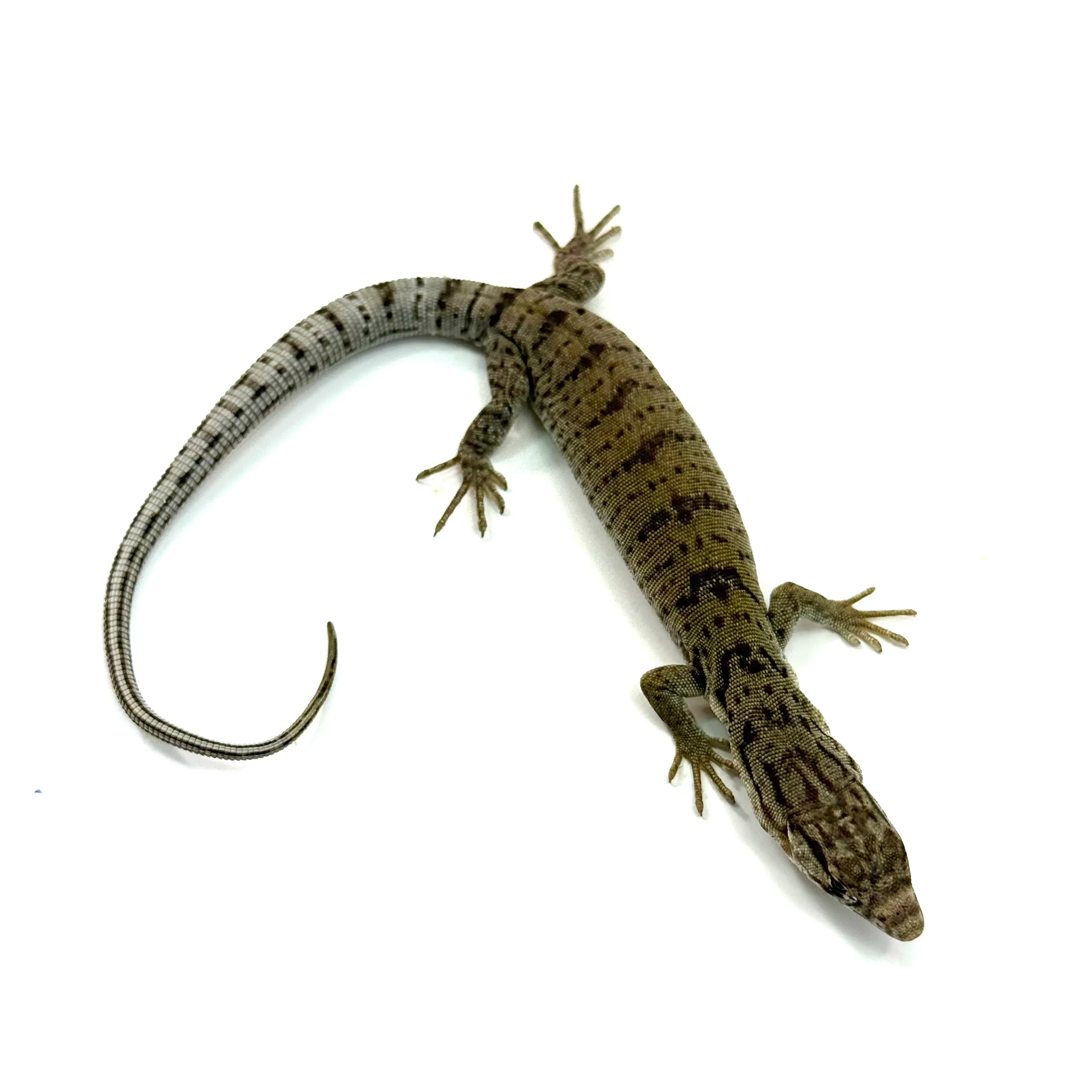 Varanus gilleni