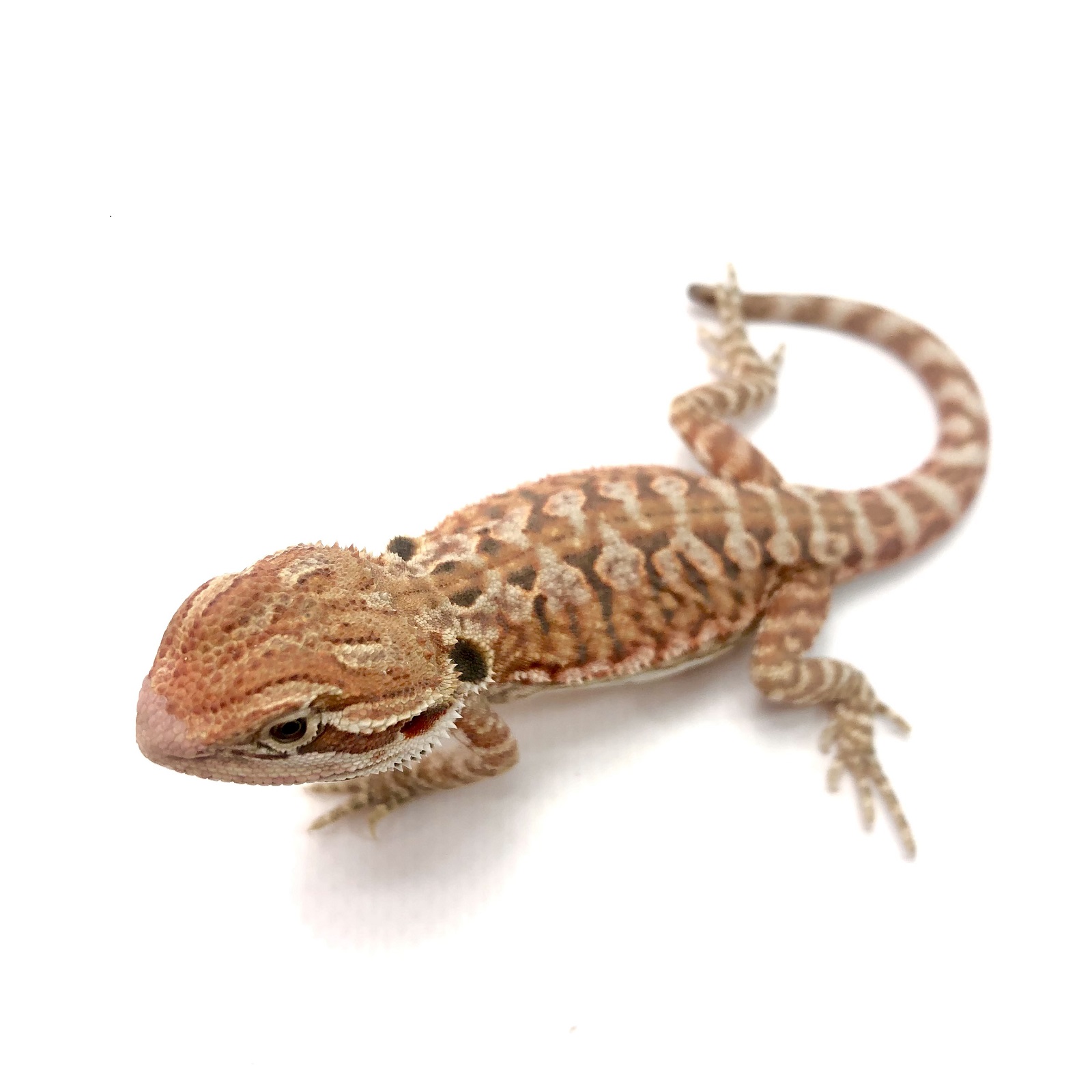 Cawley Red Bartagame