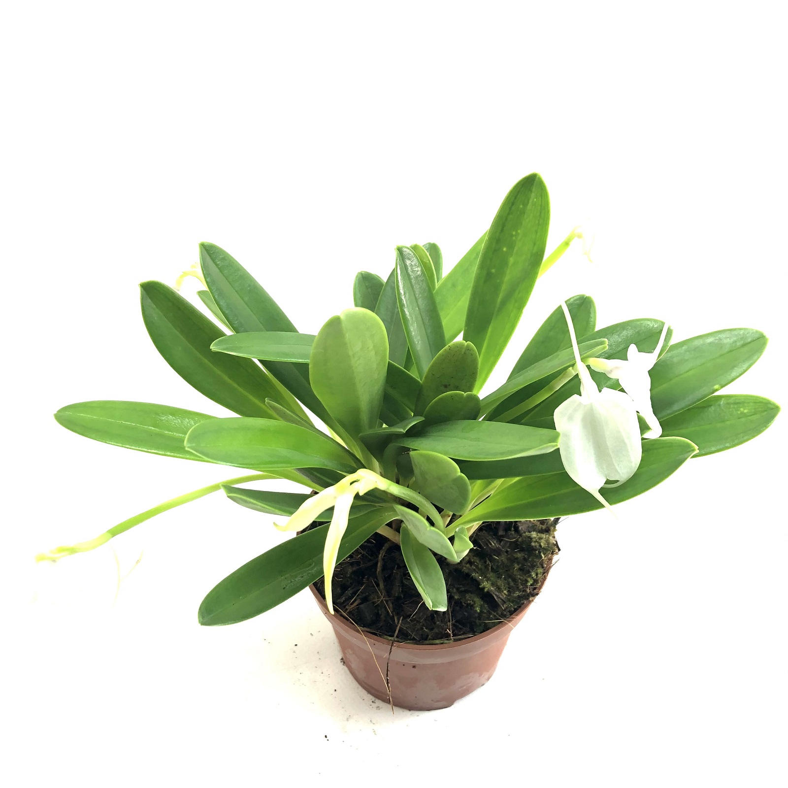 Masdevallia spec.