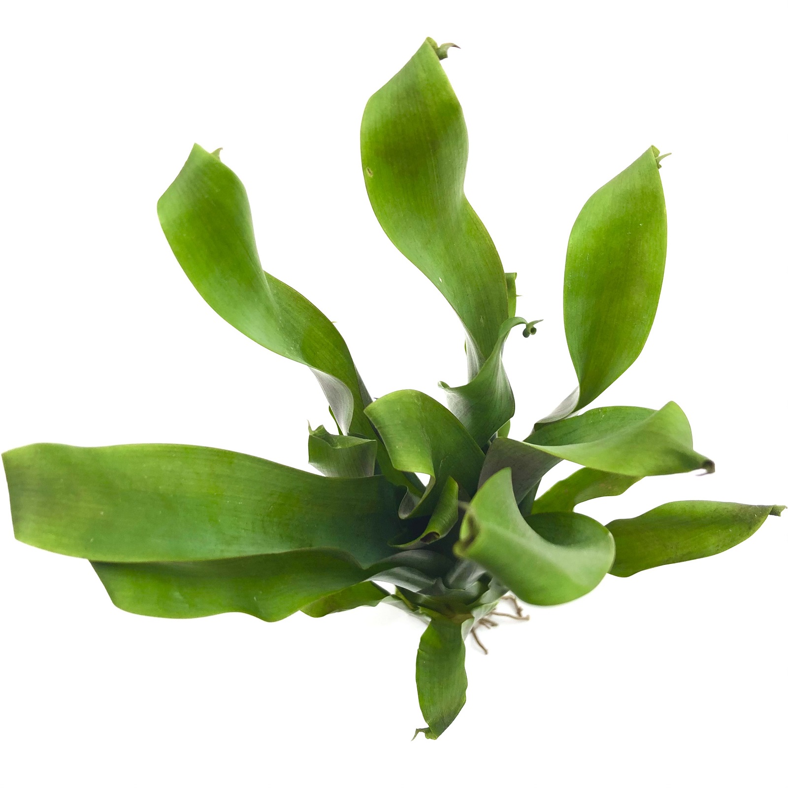 Tillandsia complanata