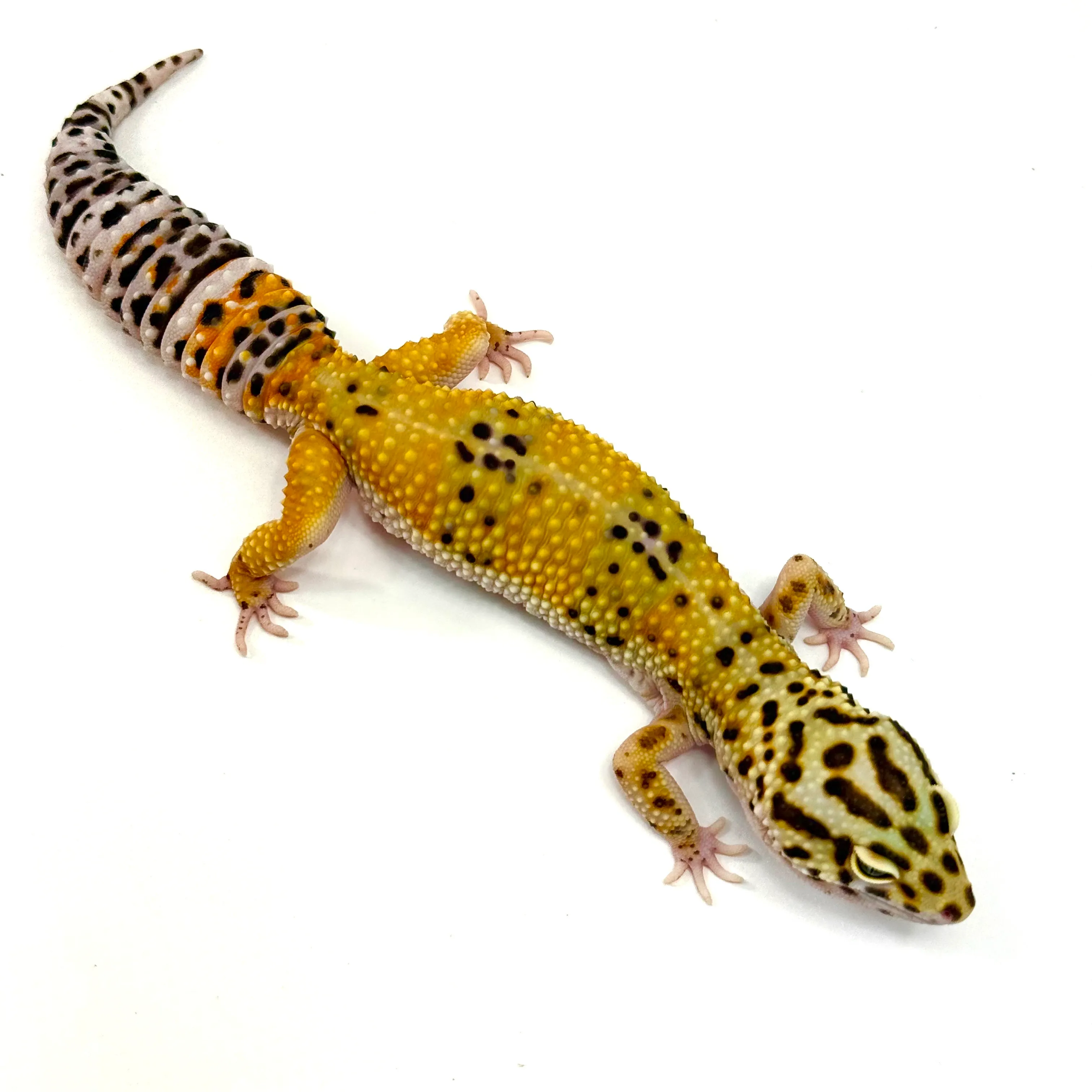 Tangerine