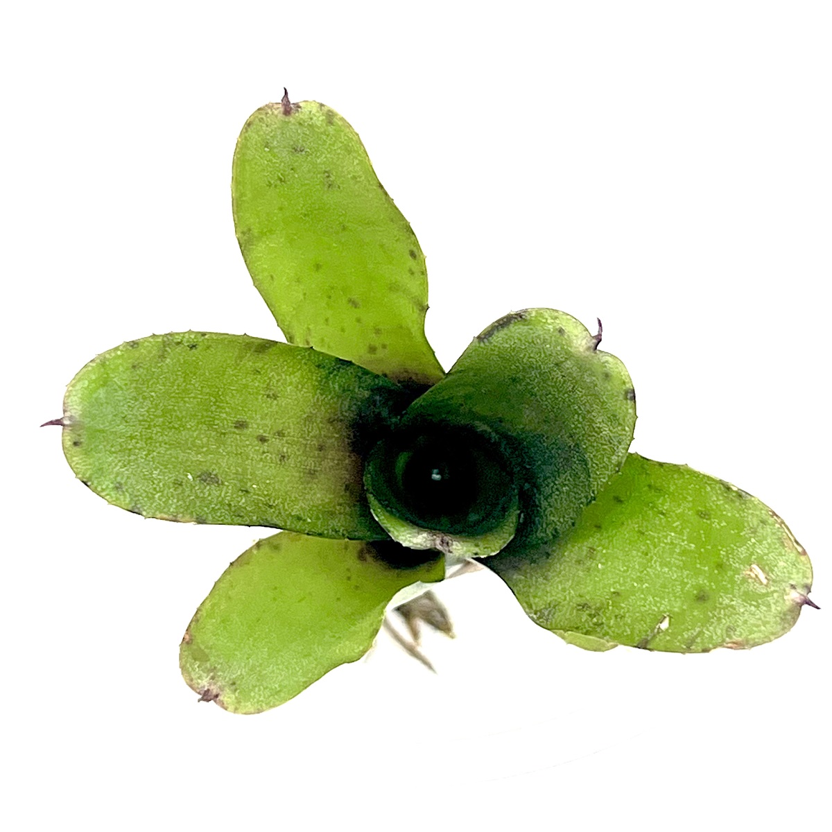 Neoregelia heraclea
