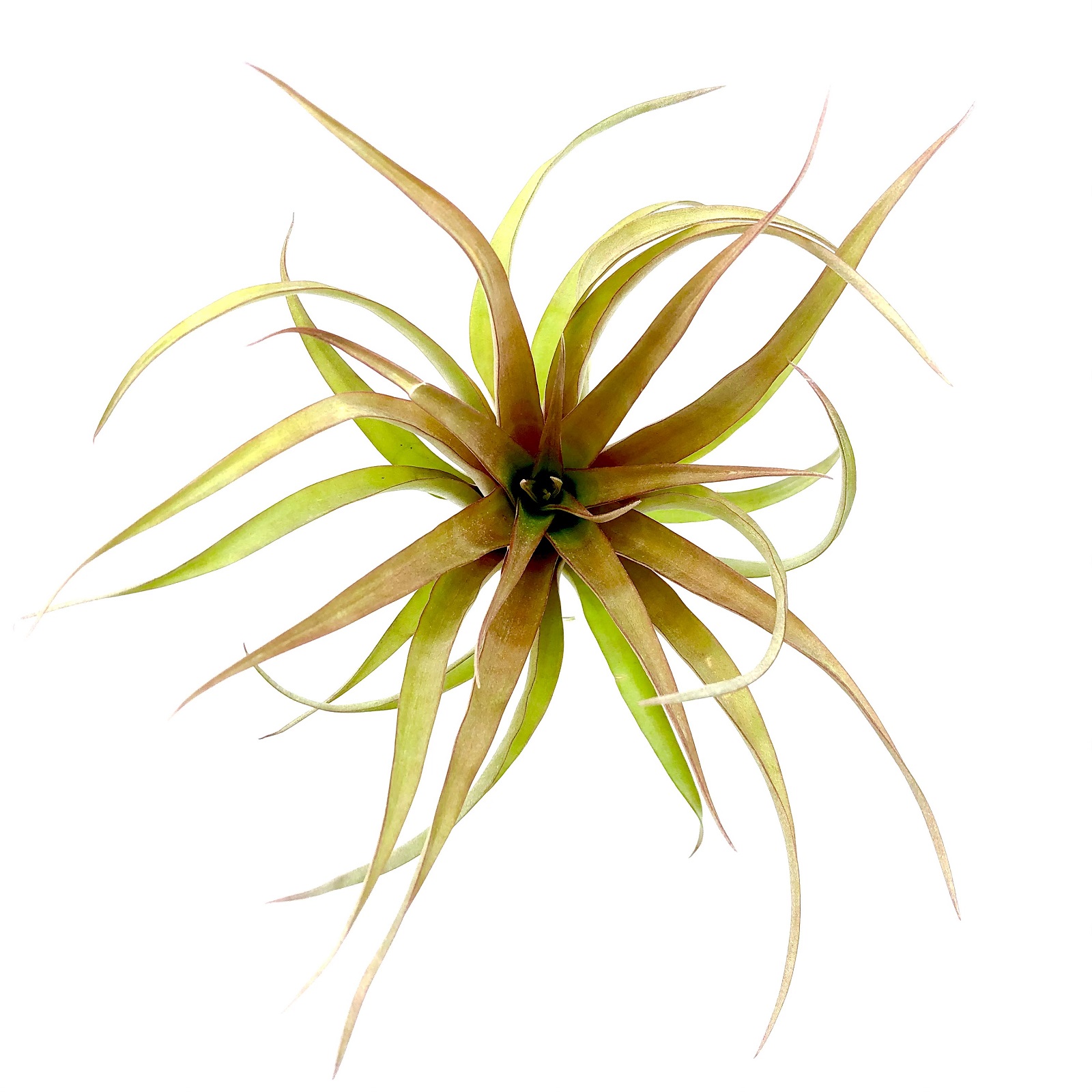 Tillandsia capitata red