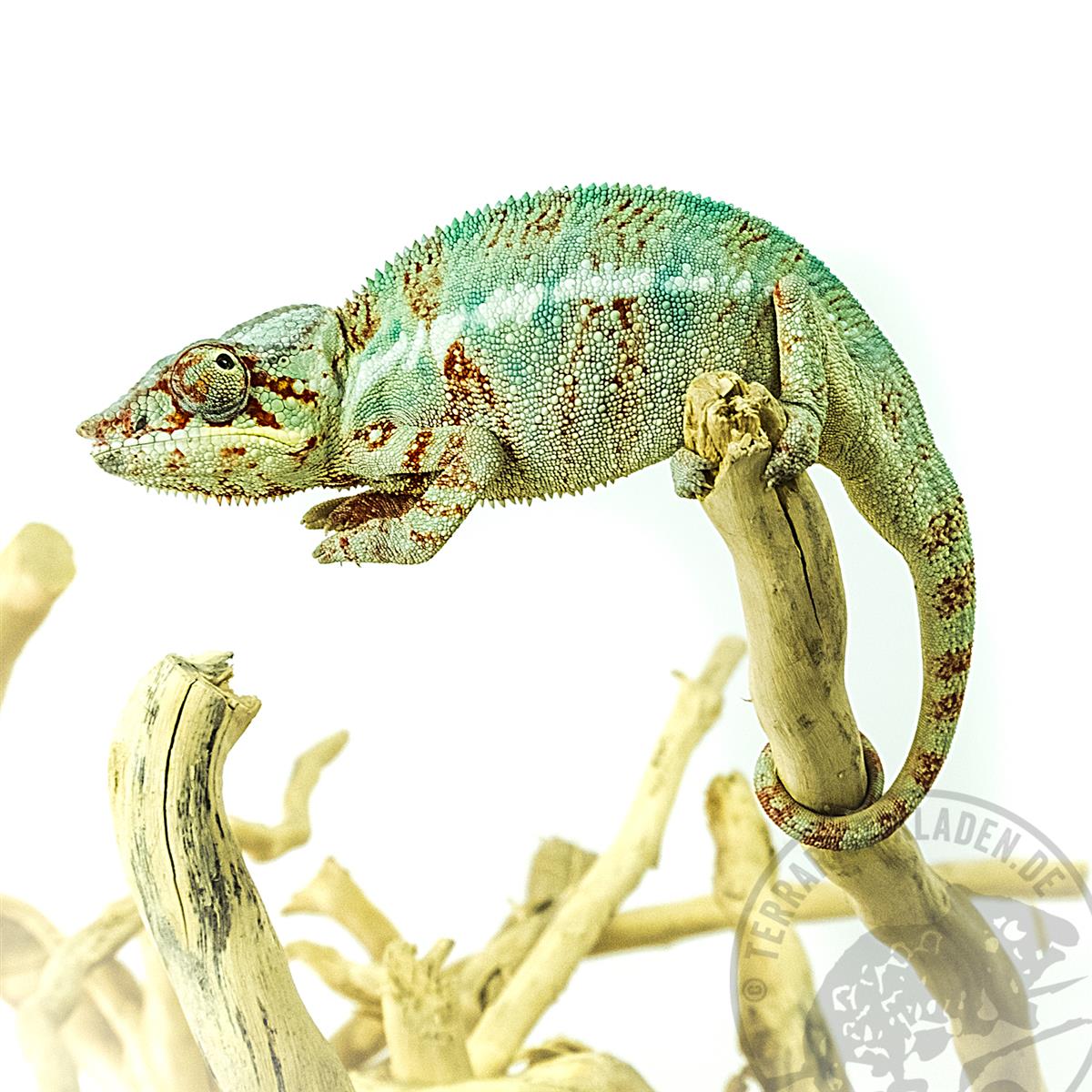 Furcifer pardalis Nosy Be Pantherchamäleon