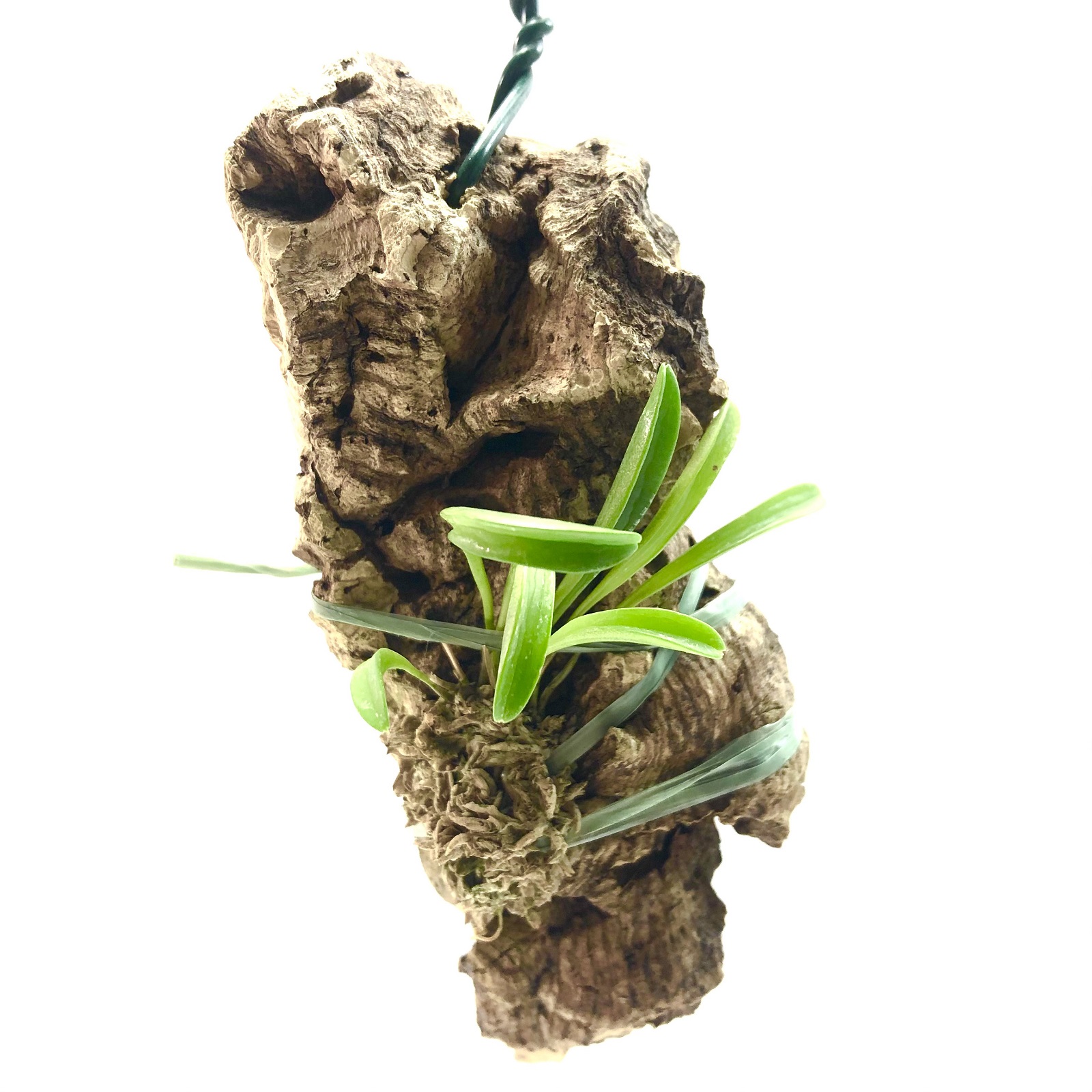Stelis purpurescens Orchidee
