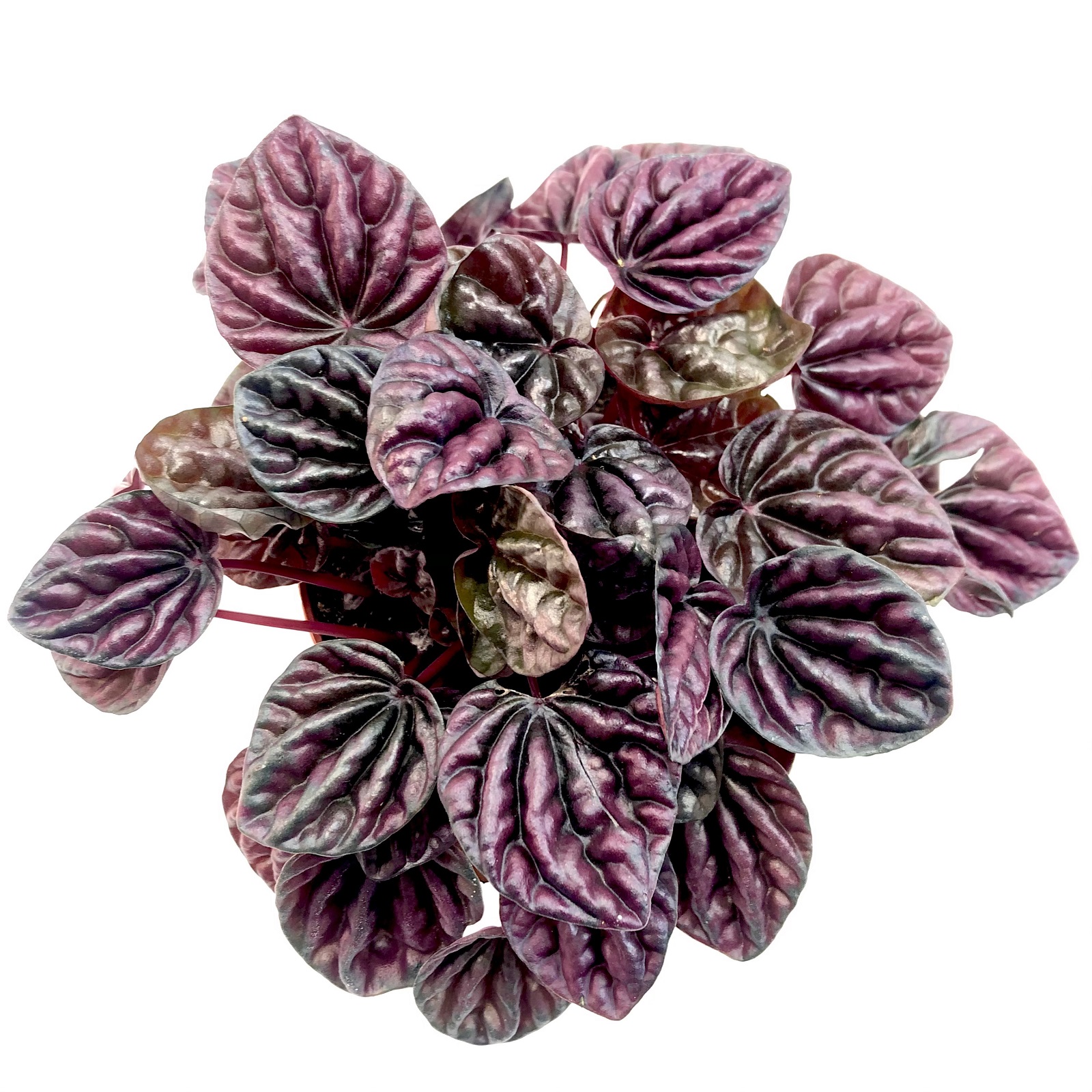 Peperomia purpurensis schumi