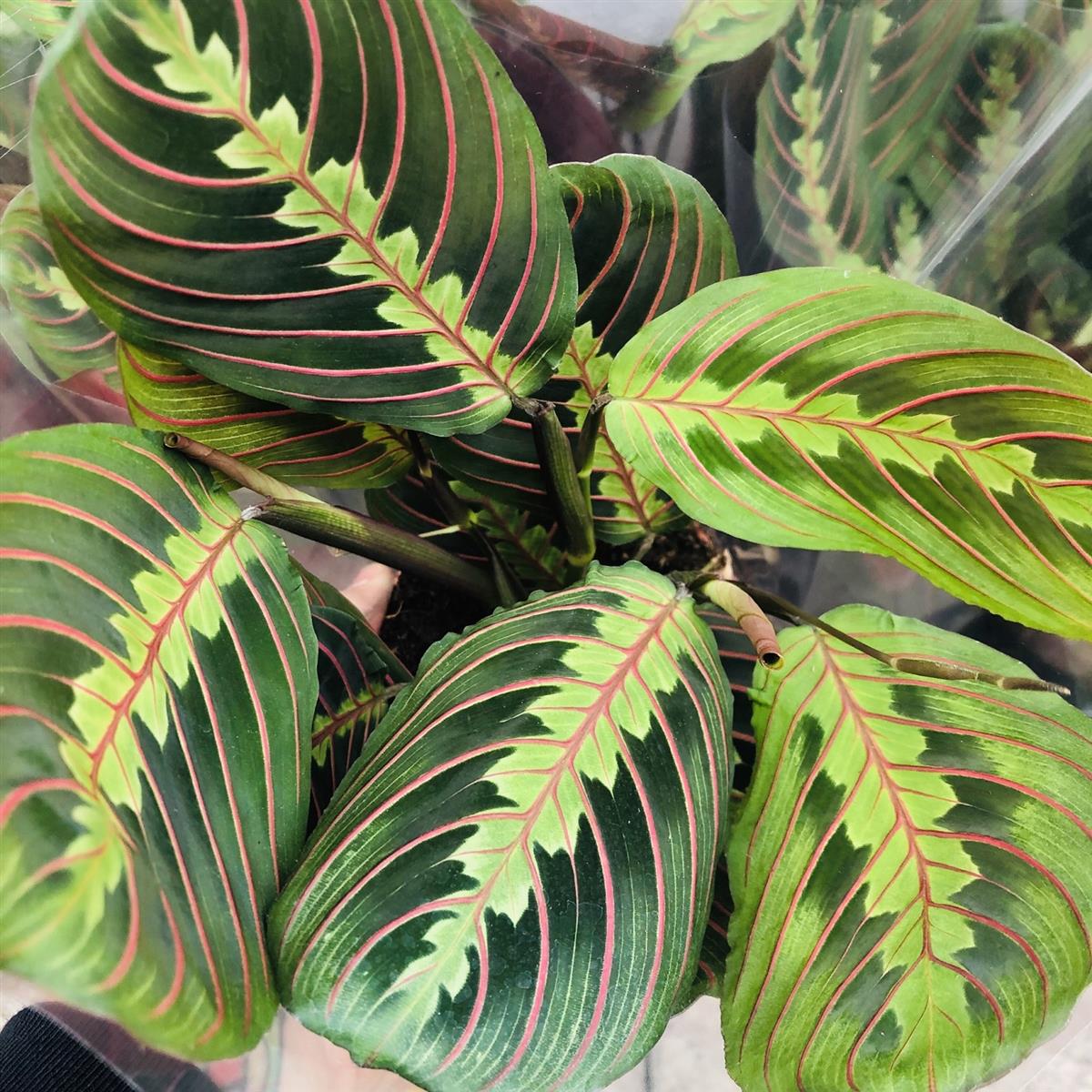 Maranta montoleuca
