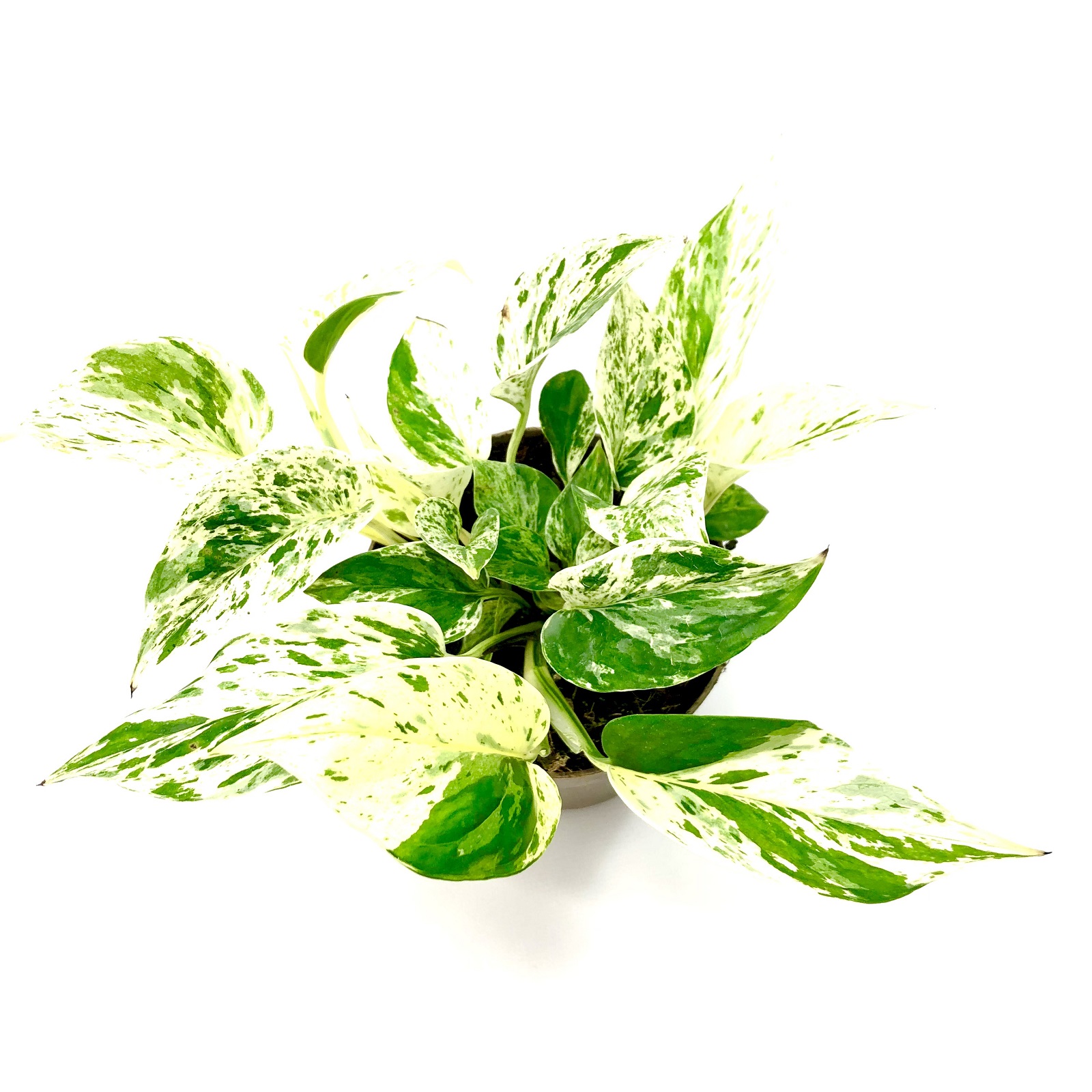 Epipremnum Marble Queen Epipremnum Marble Queen