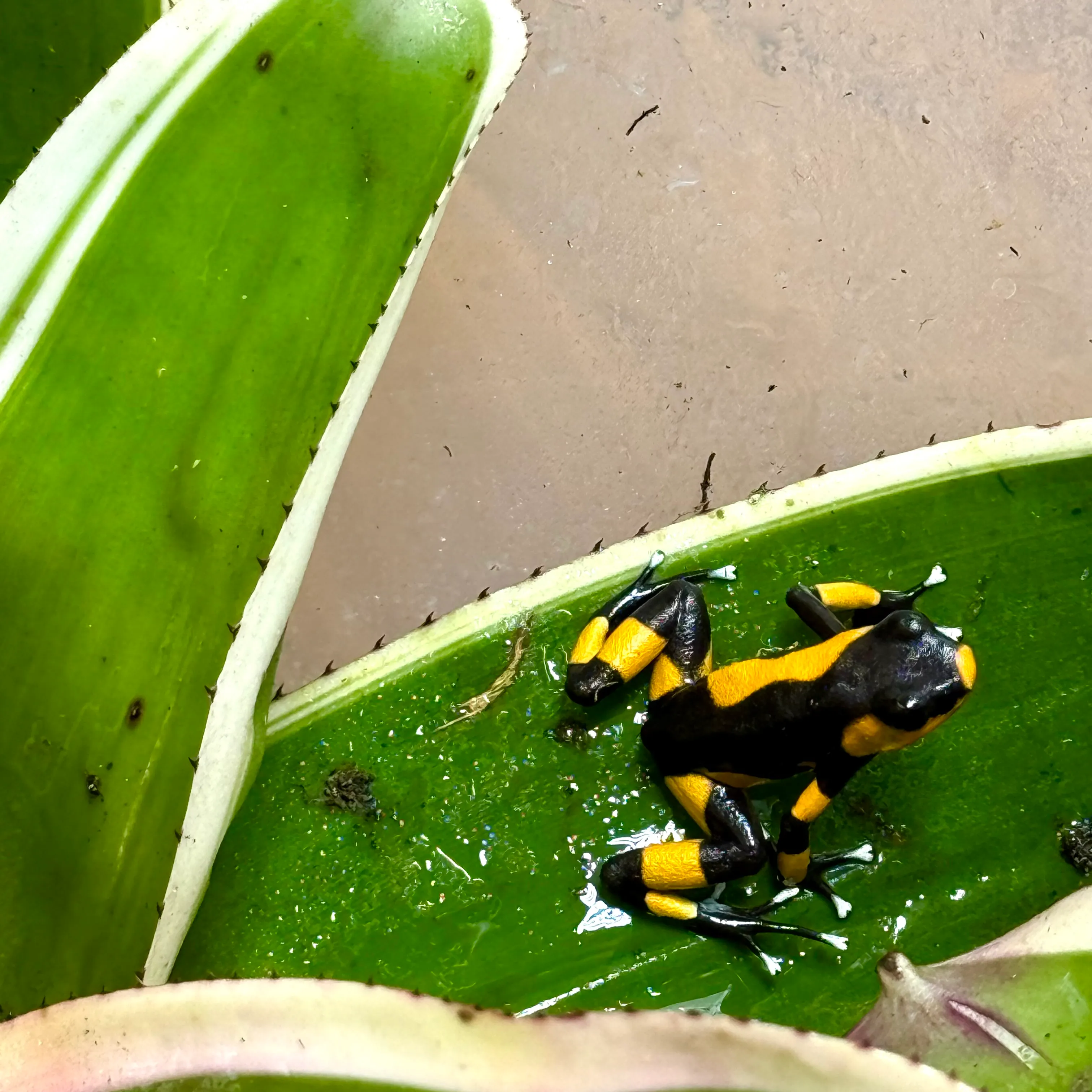 Oophaga lehmanni Zuchtpaar
