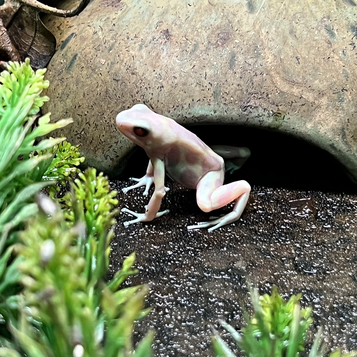 Dendrobates auratus Albino Goldbaumsteiger