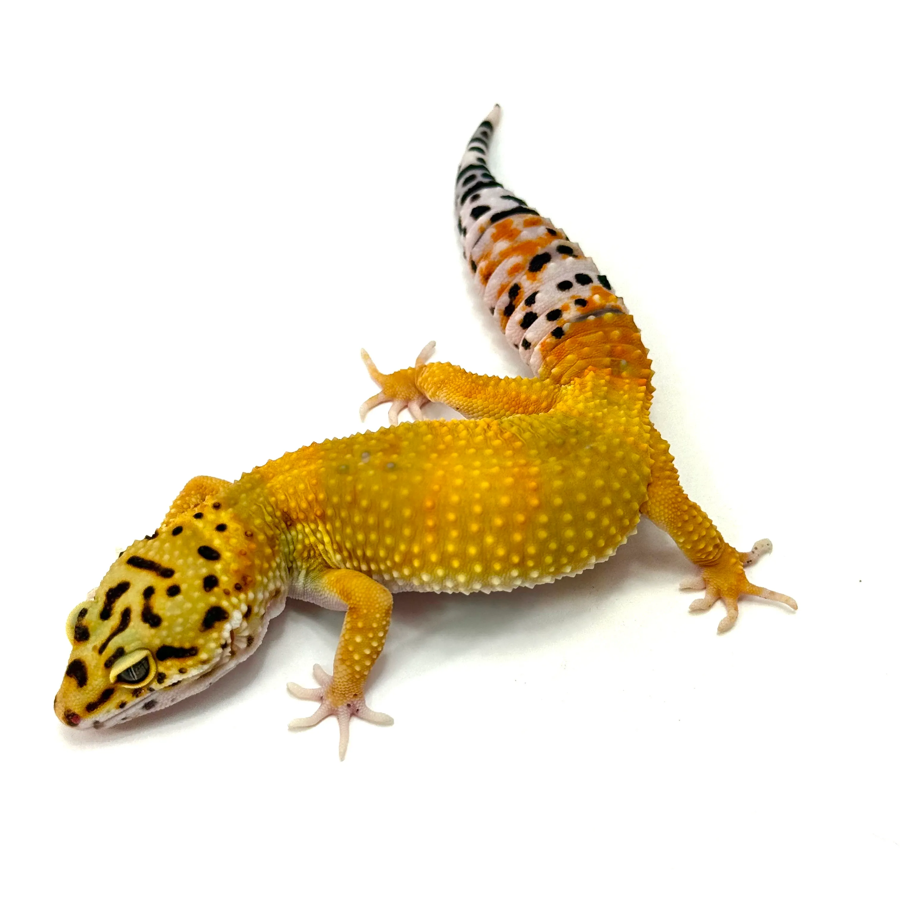 Tangerine het Tremper