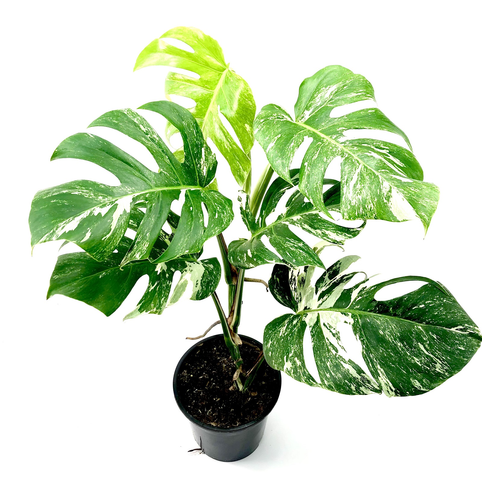 Monstera deliciosa variegata