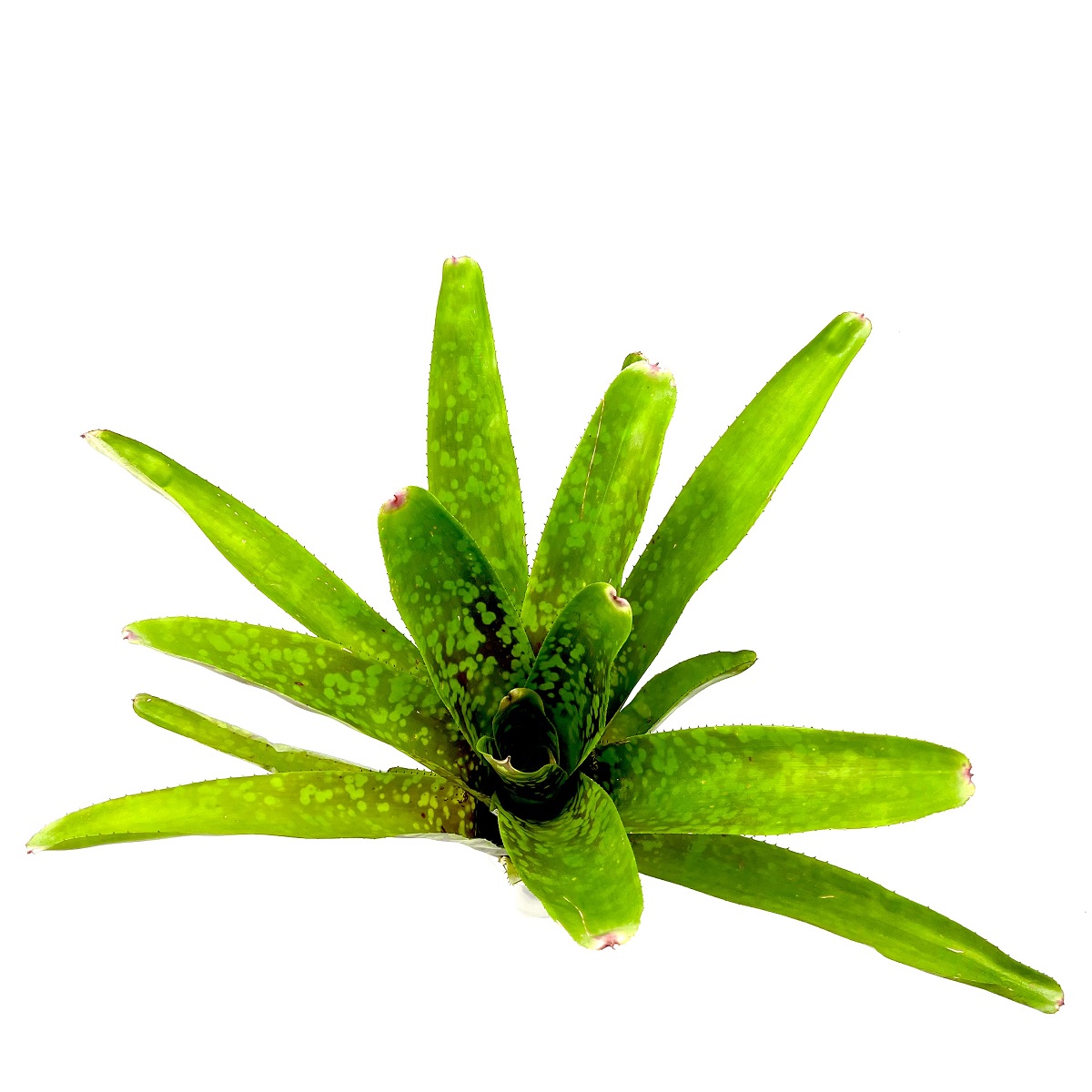 Neoregelia marmorata Bromelie