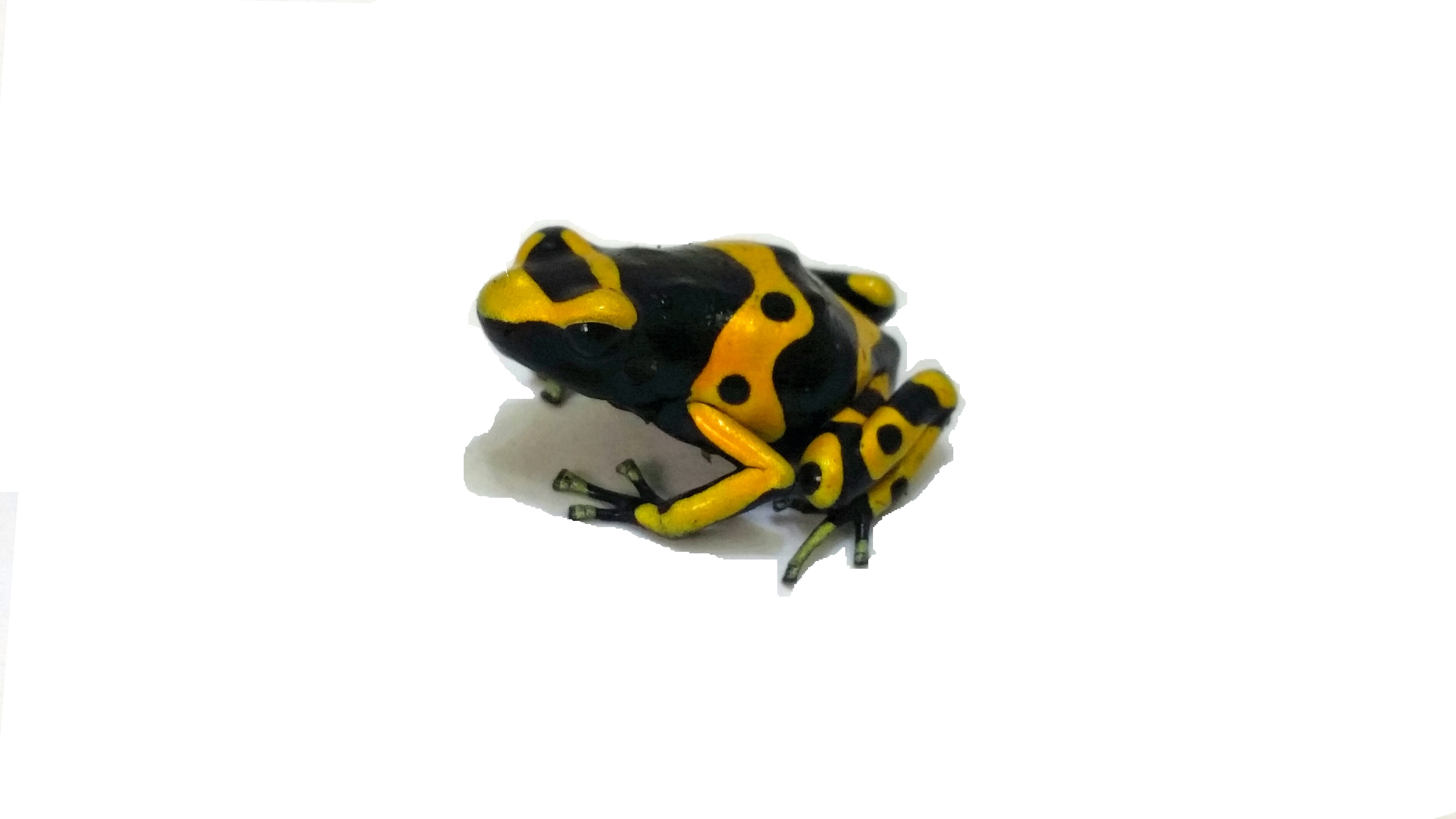 Dendrobates leucomelas