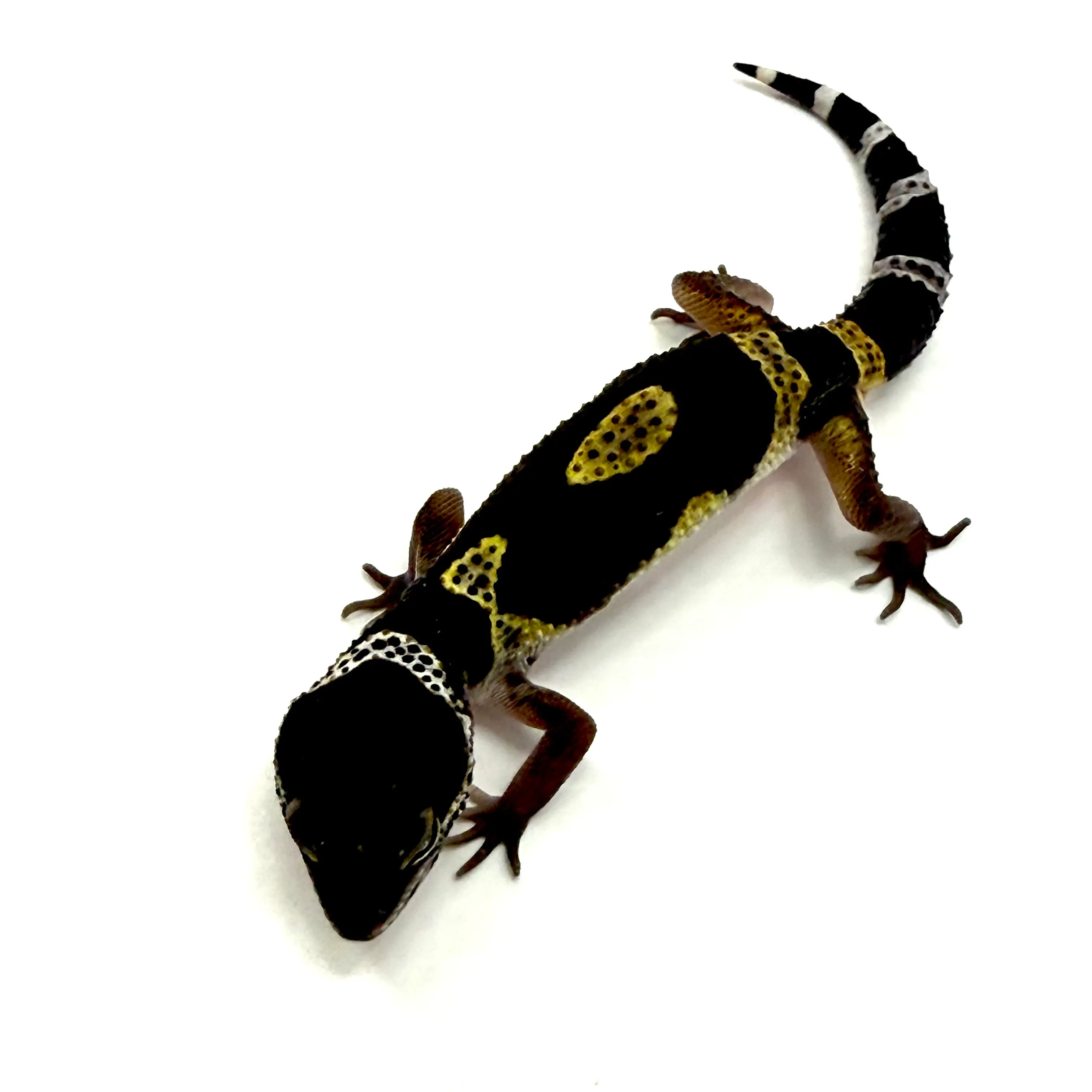 Black Night Leo