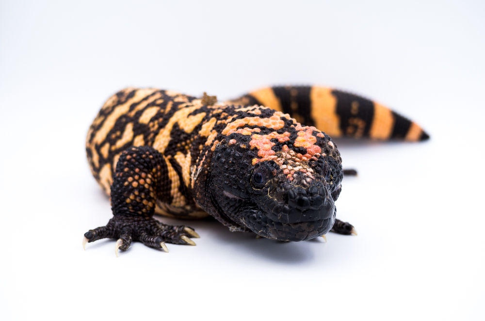 Heloderma suspectum cinctum 7 Zuchtpaare