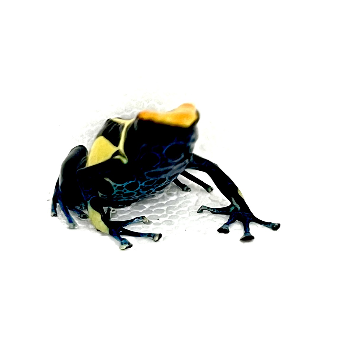 Dendrobates tinctorius Bakhuis