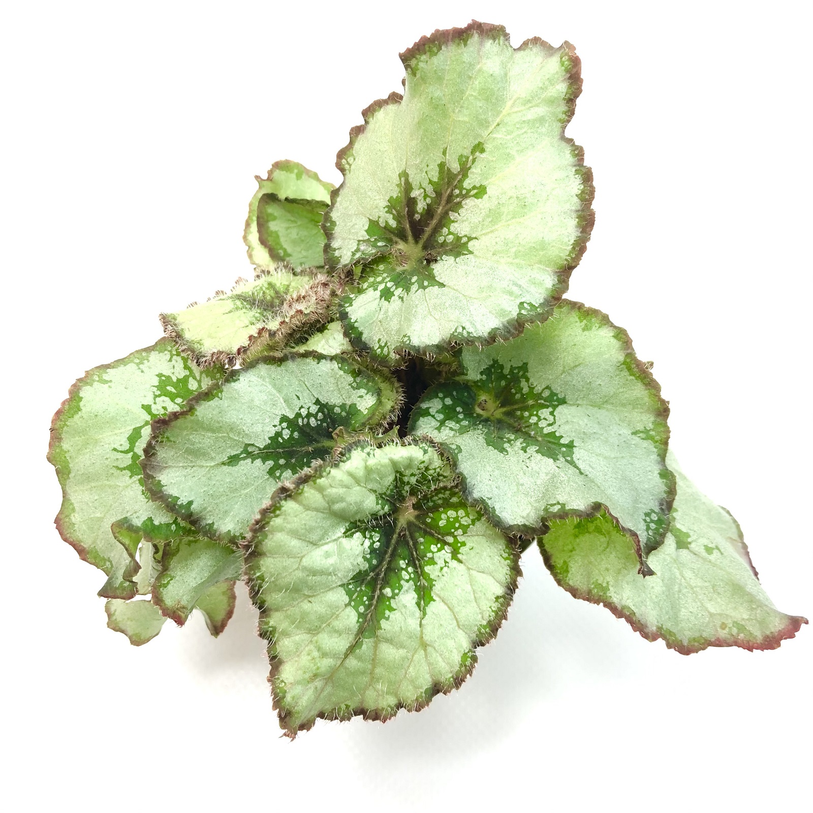 Begonia quadriocellata rex
