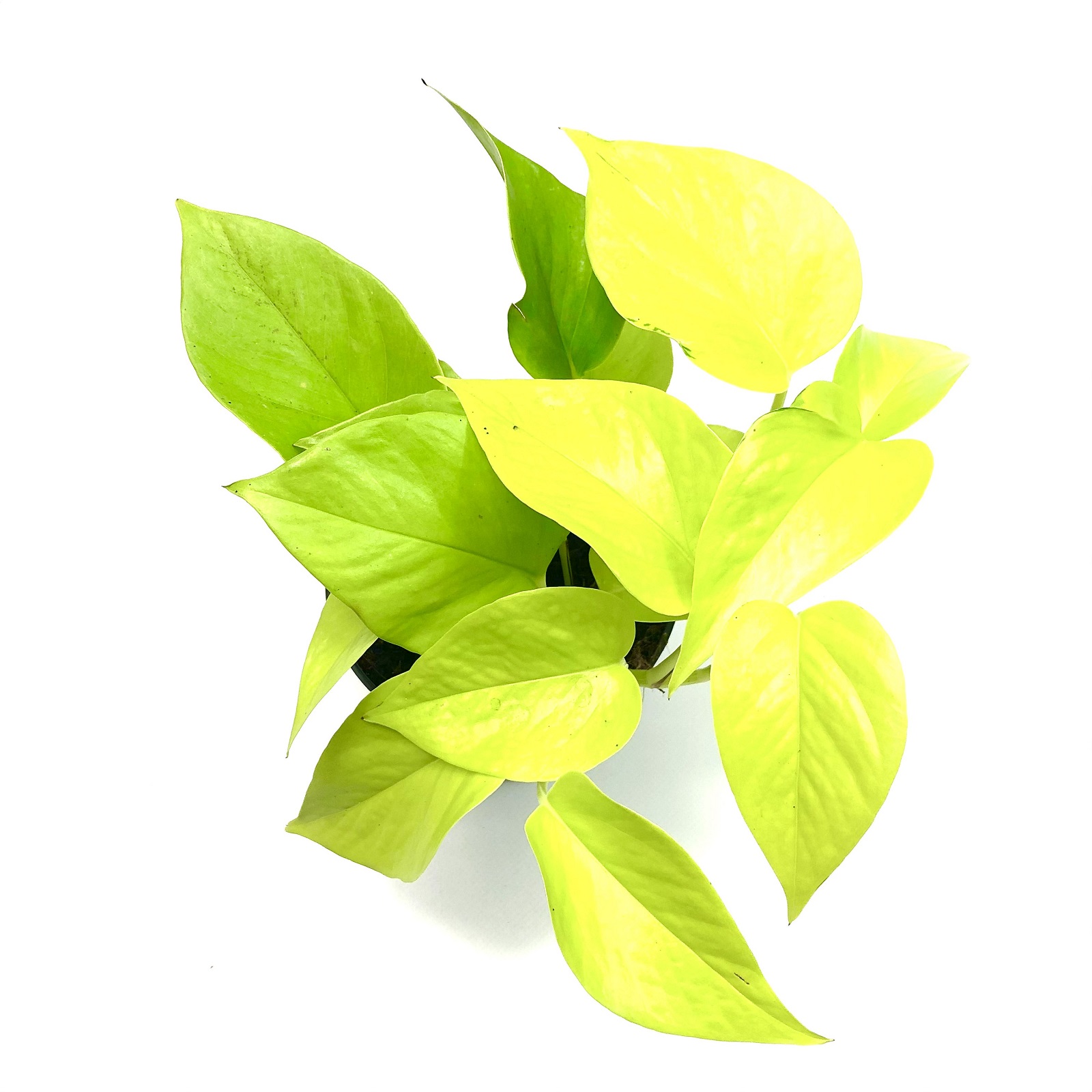 Lucky Reptile Rankenpflanze Pothos – Künstliche Ranke, Ca. 200 Cm, Naturgetreu, Aus Robustem Kunststoff, Als Sichtschutz & Kletterhilfe Für Terrarien