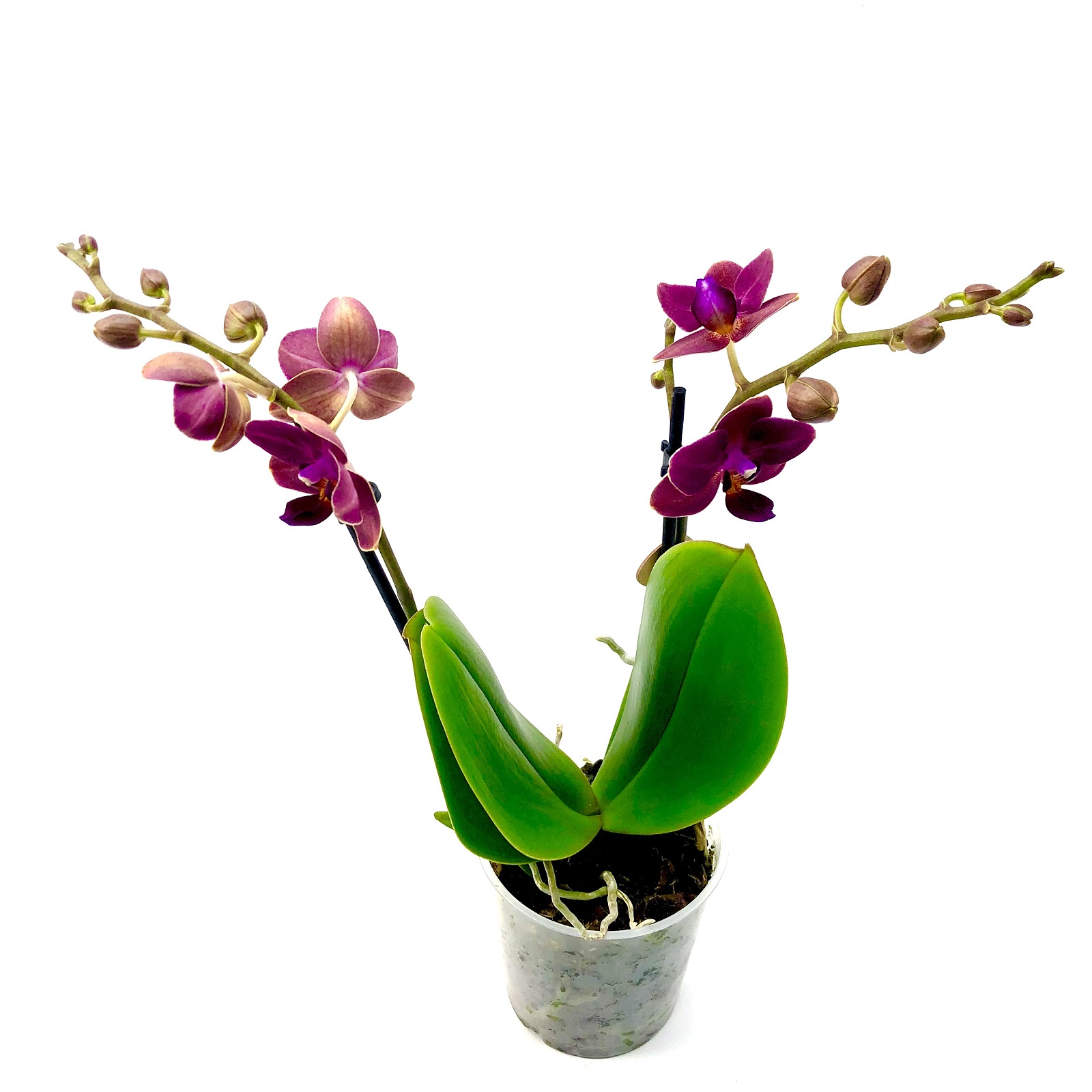 Phalaenopsis multiflora
