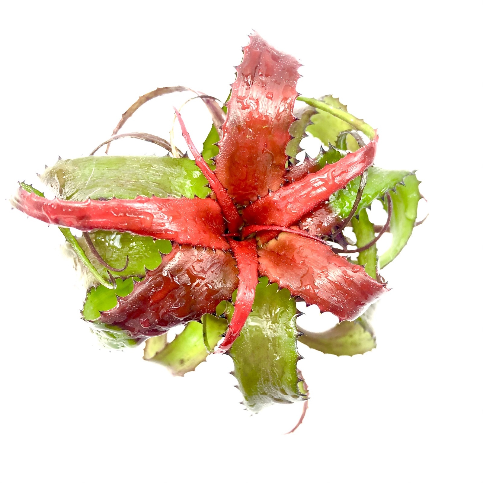 Neoregelia pendula Neoregelia pendula