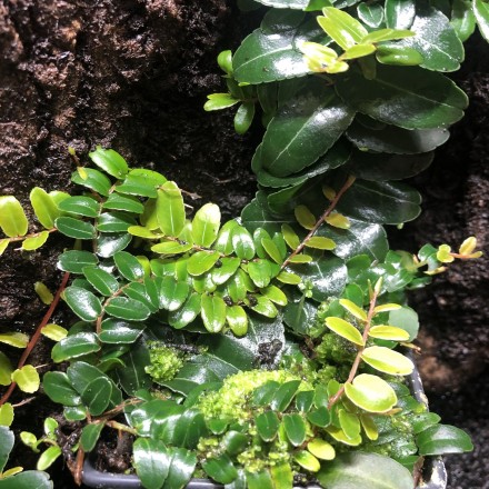 Marcgravia spec Peru