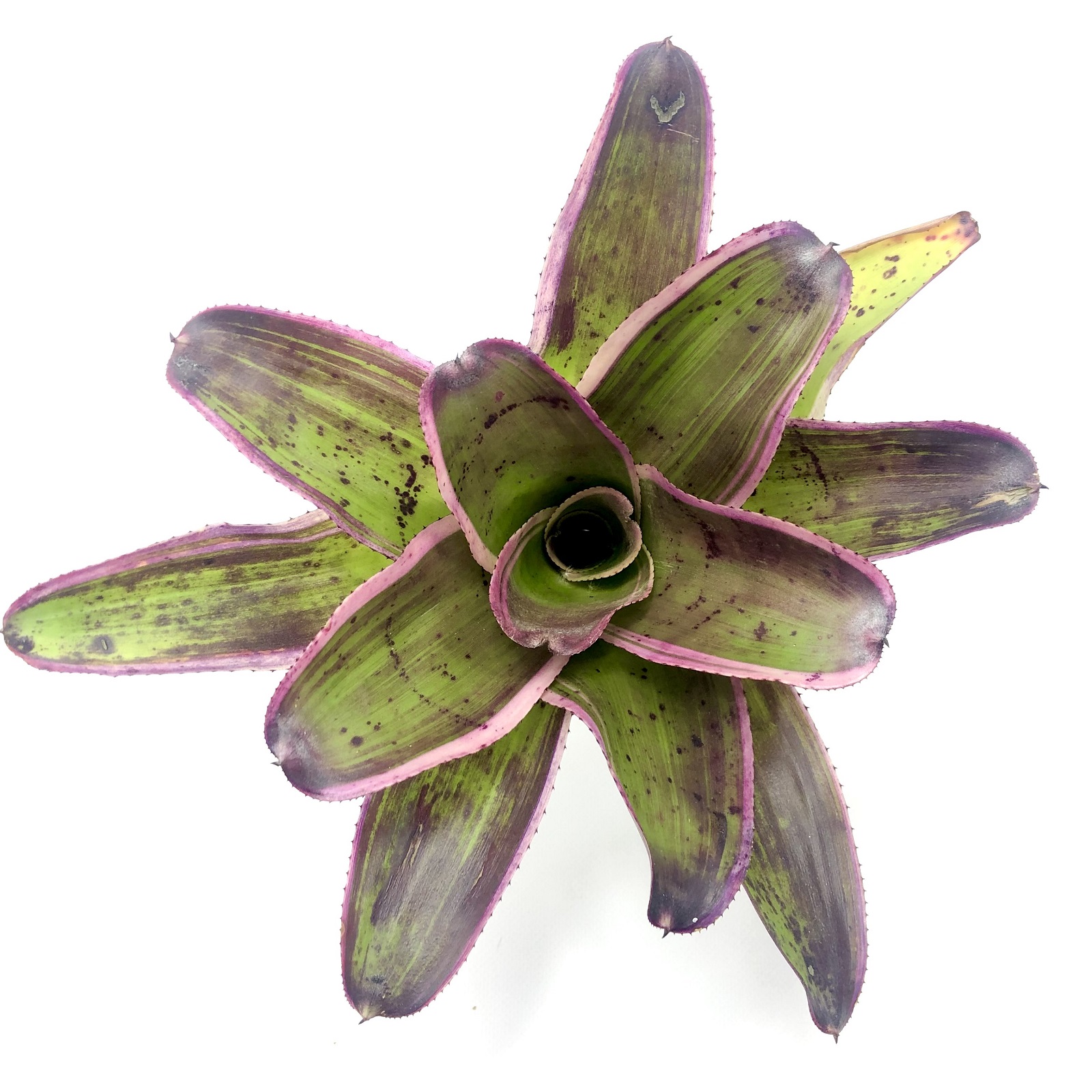 Neoregelia concentrica albomarginata