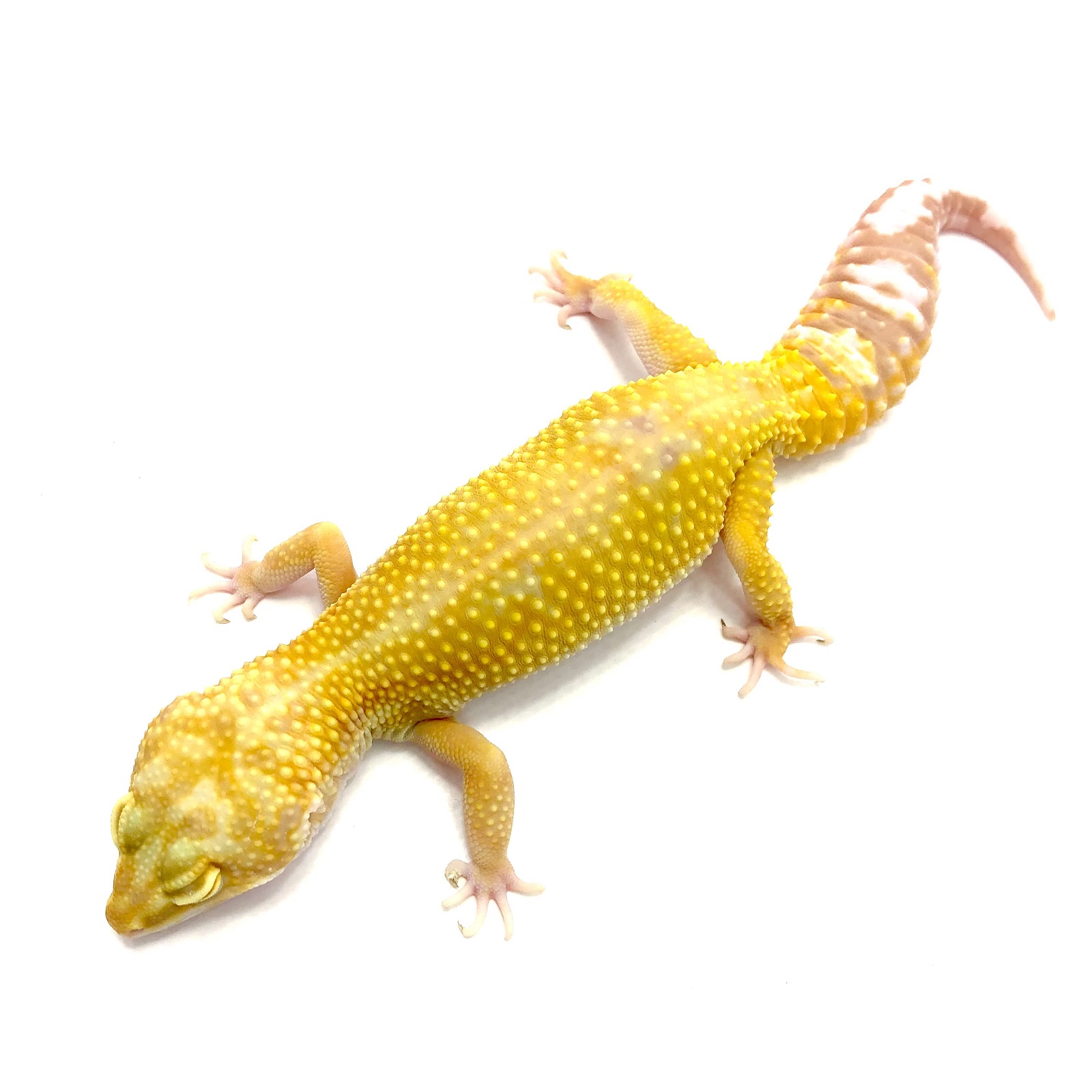 Leopardgecko Albino Mandarin Tangerine Leopardgecko Albino Mandarin Tangerine