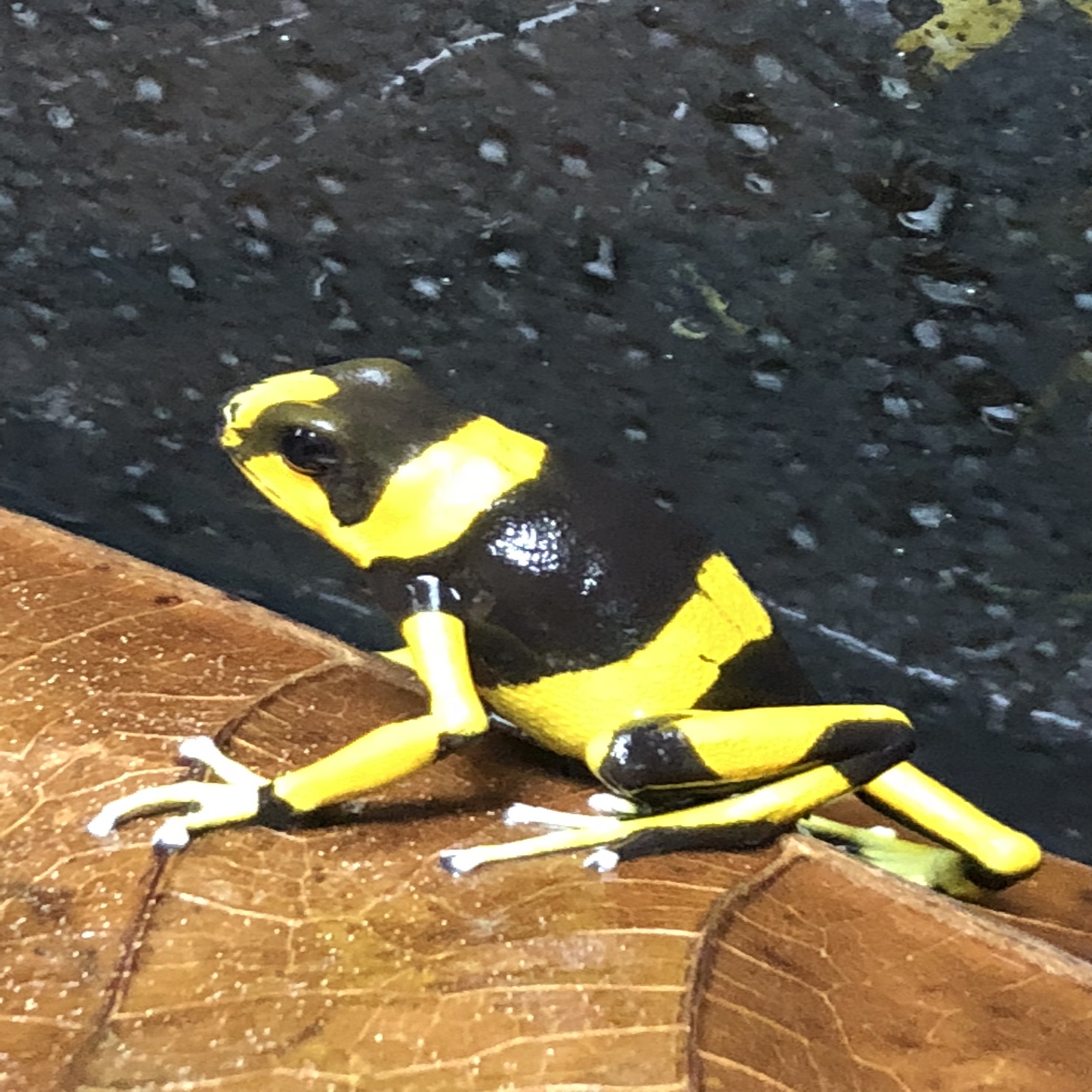 Oophaga lehmanni