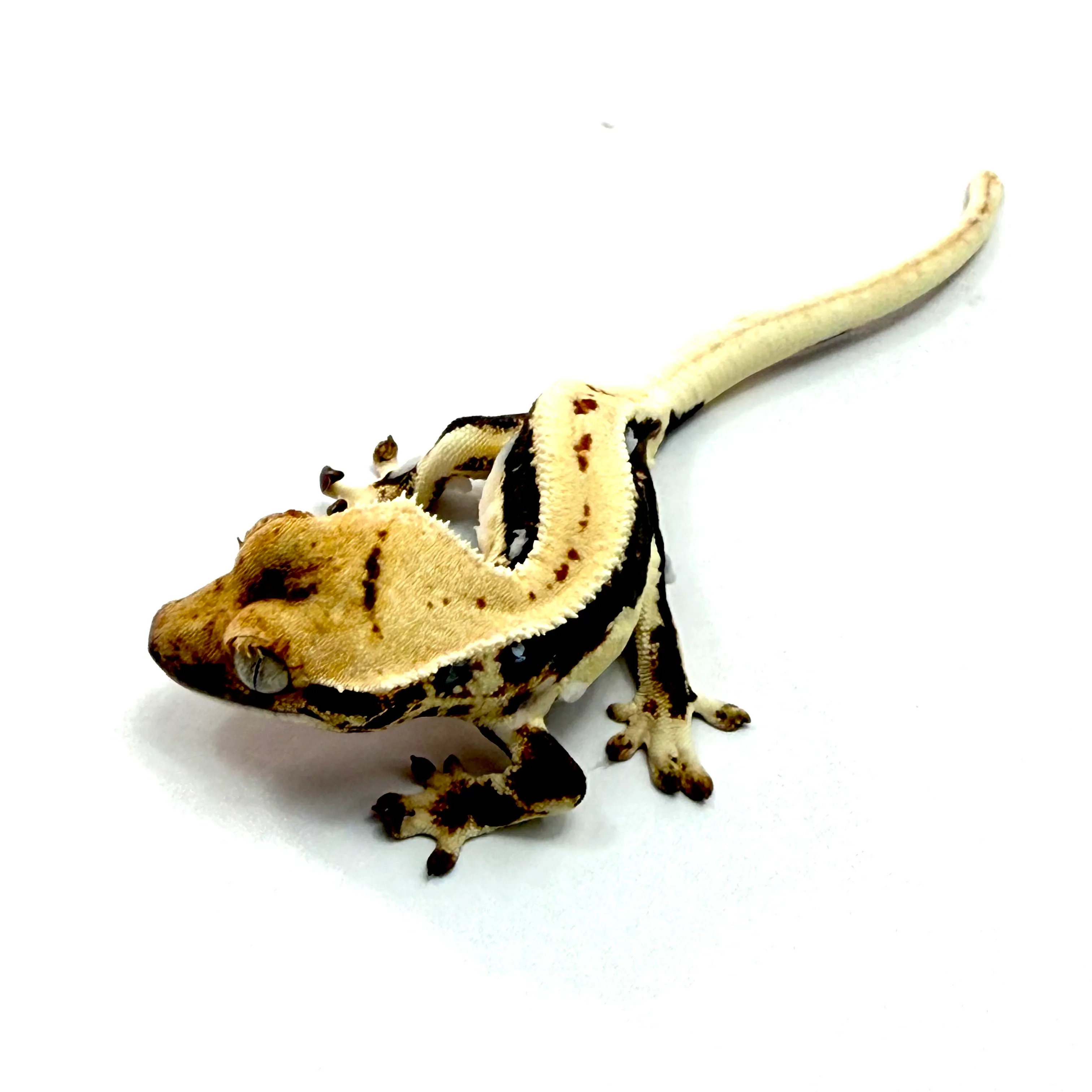 Kronengecko Lilly White female