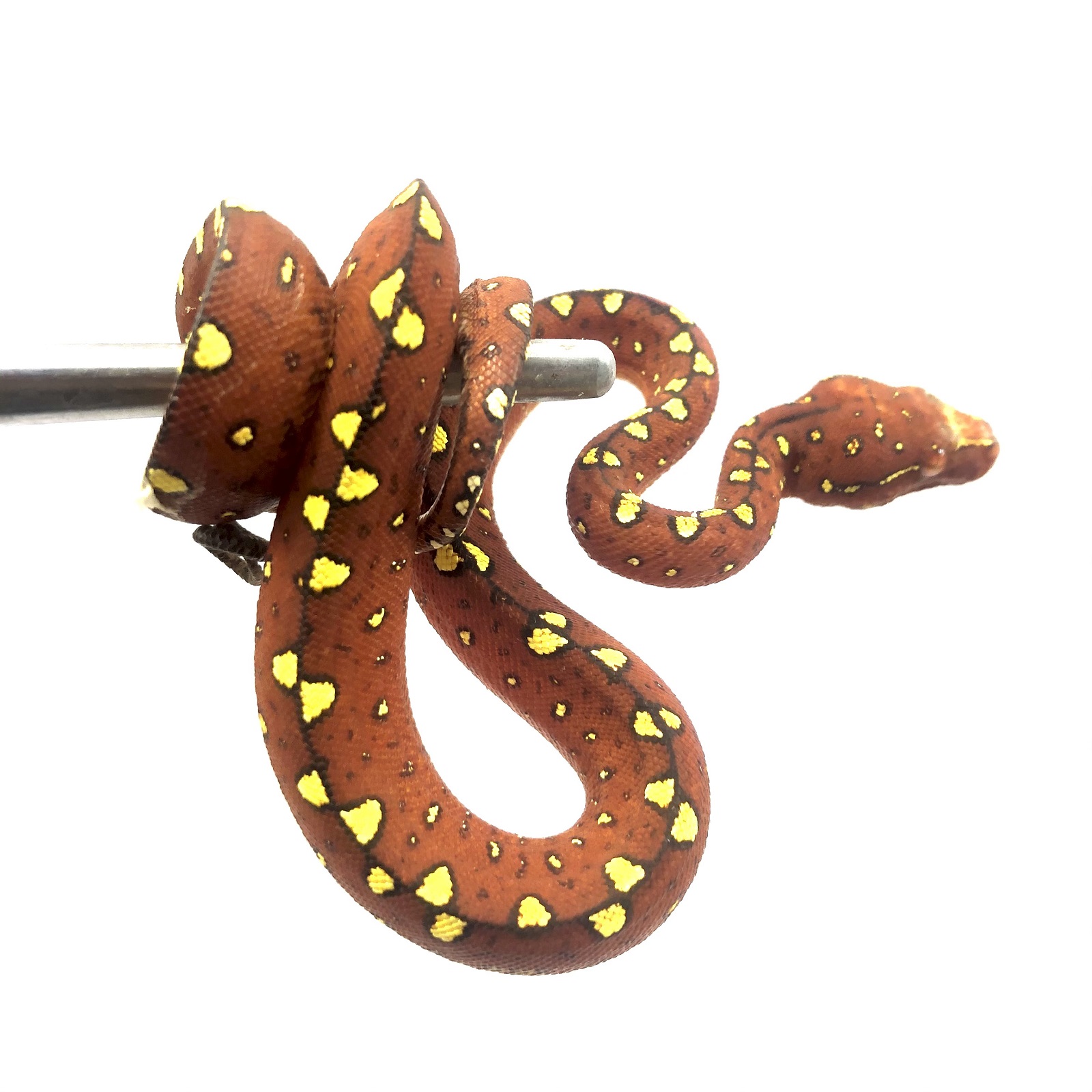 Morelia viridis Biak Baumpython