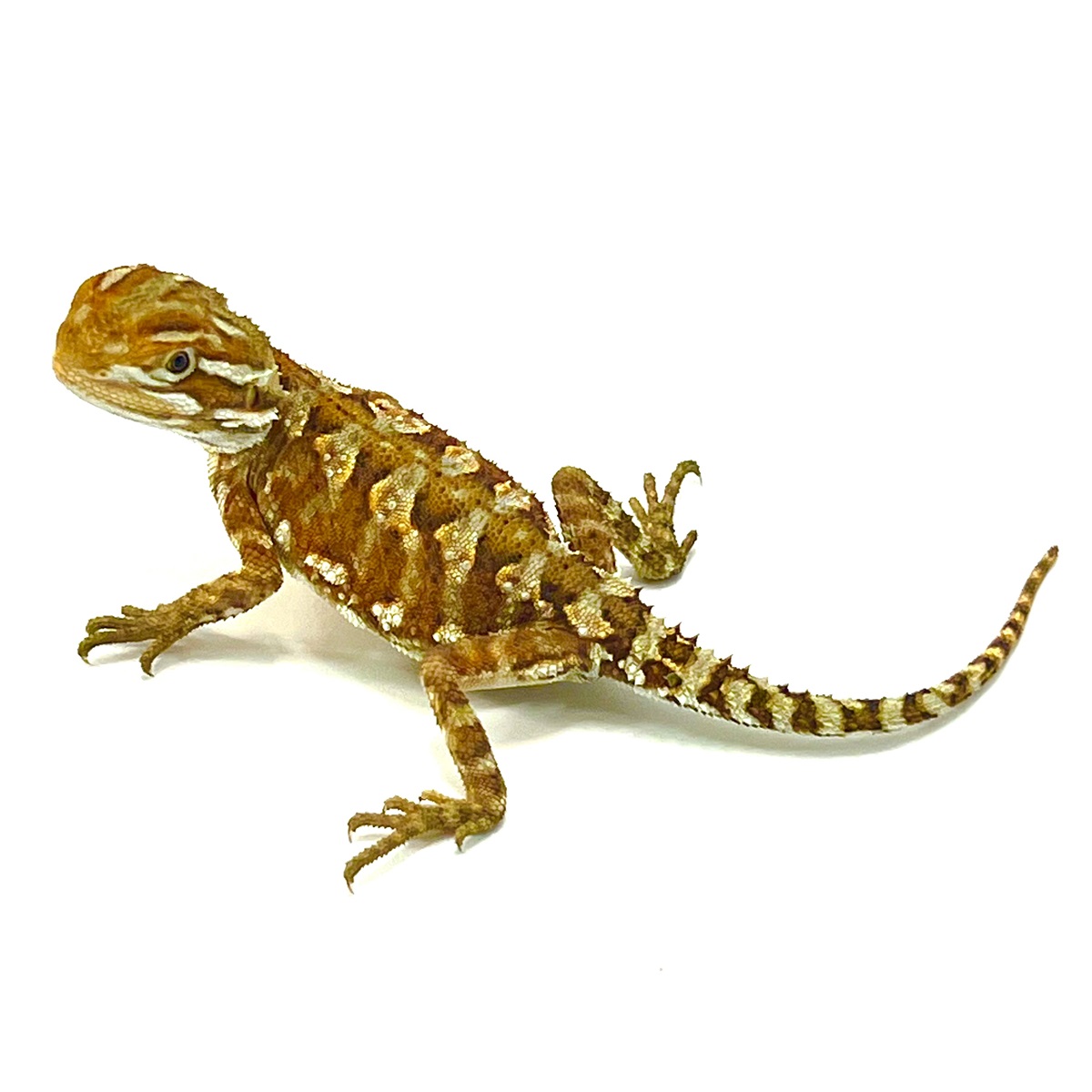 Zwergbartagame Fire Red Pogona henrylawsoni