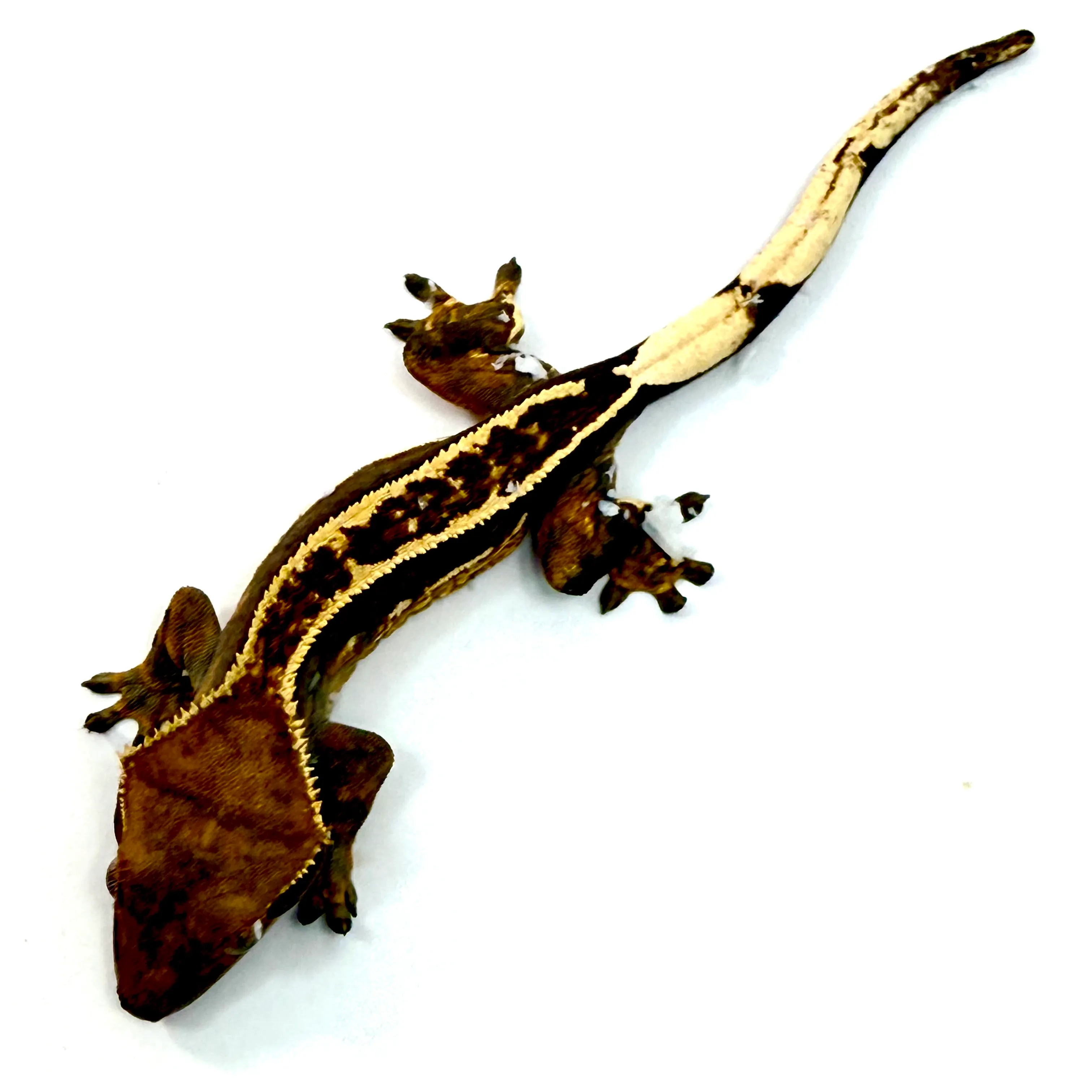 Full Pinstripe Portholes Halloween