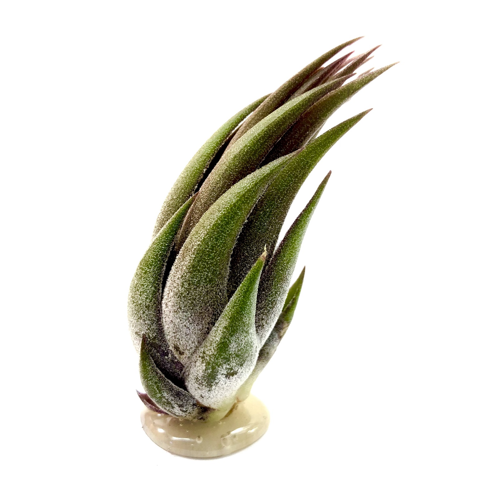 Tillandsia scaposa kolbii