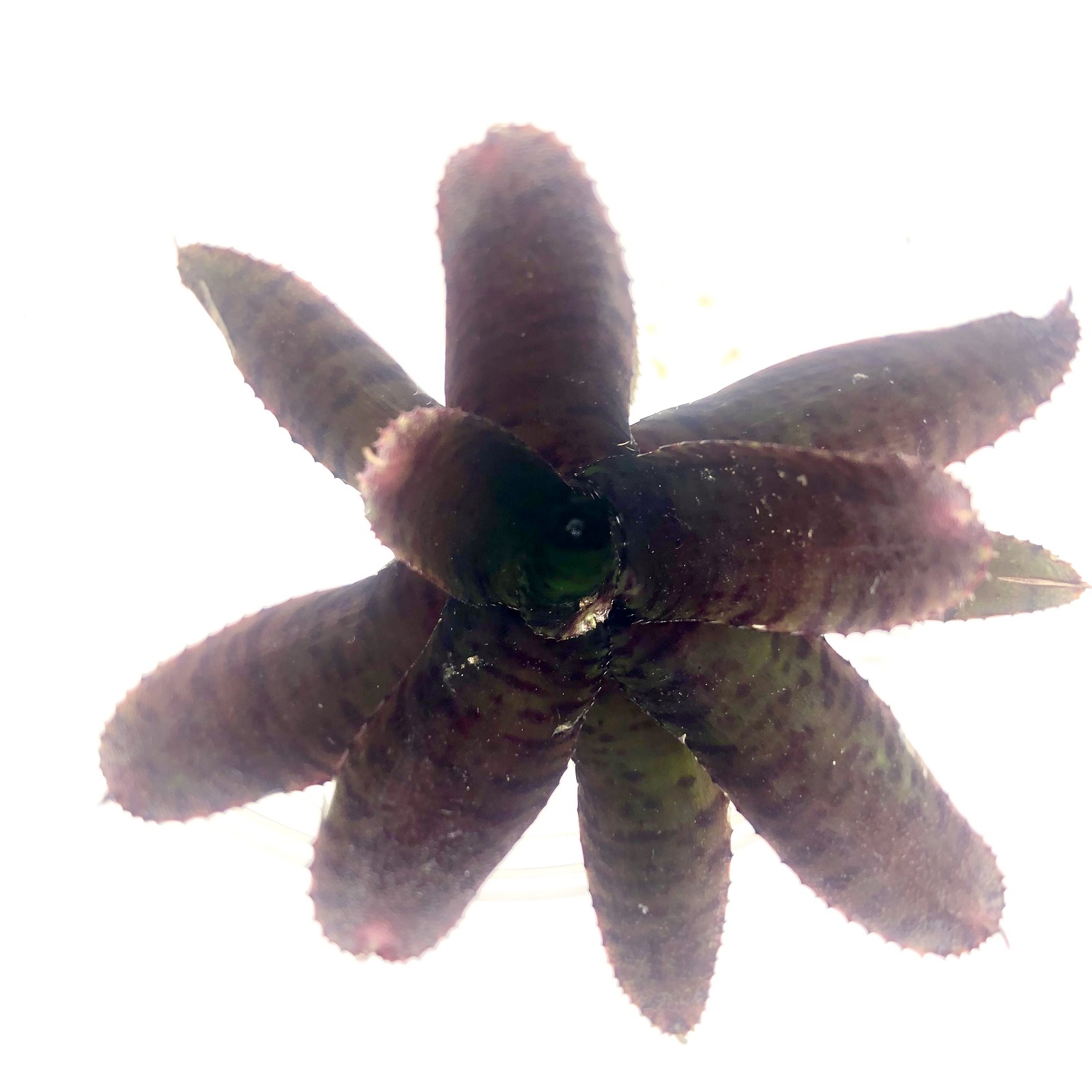Neoregelia adonis Neoregelia adonis