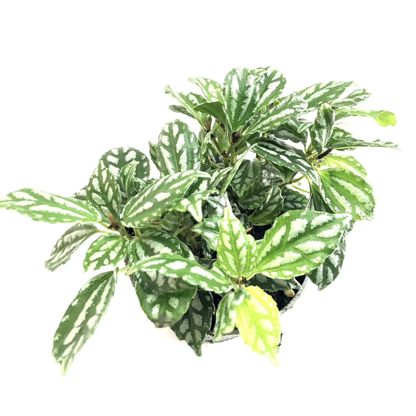 Pilea cadierei