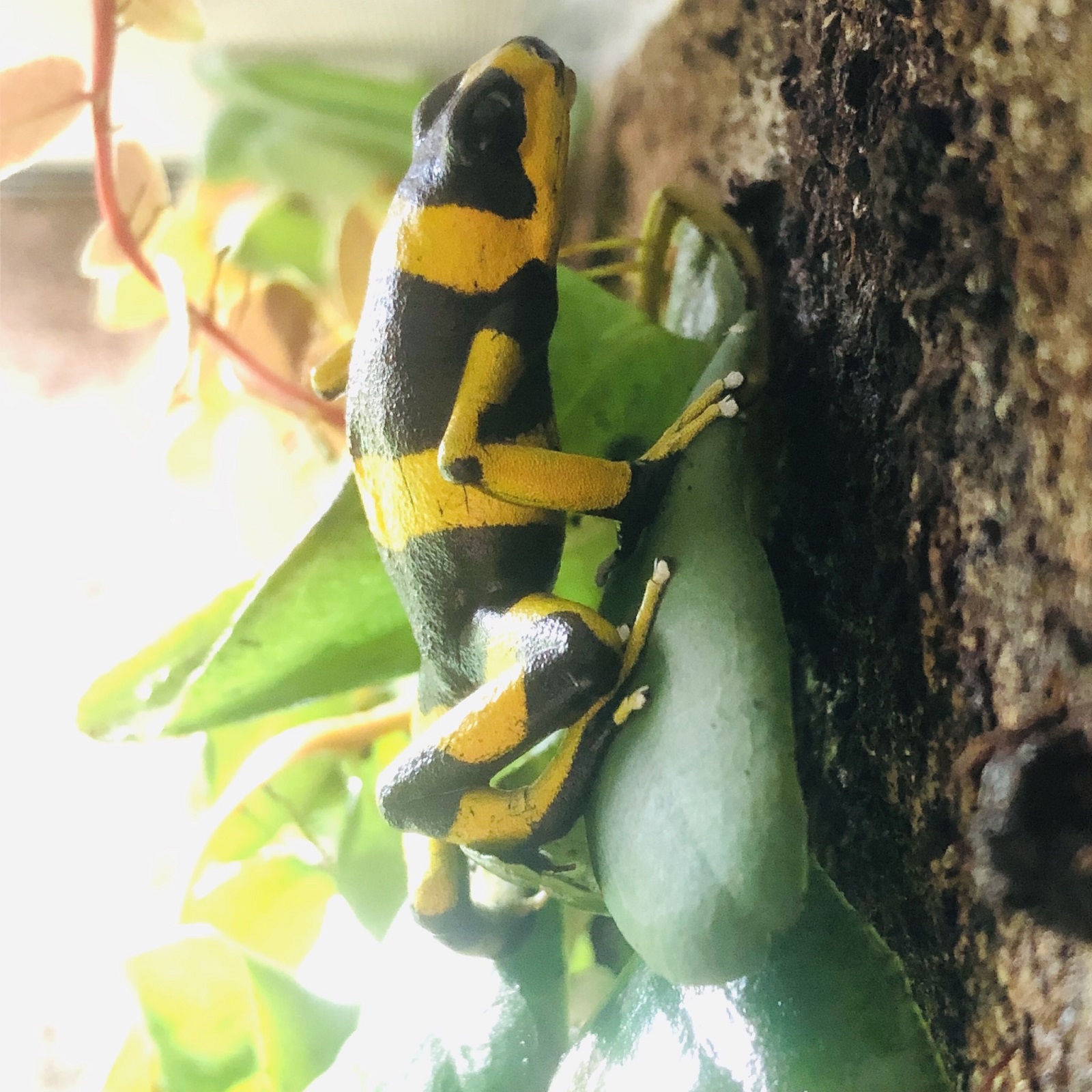 Oophaga lehmanni