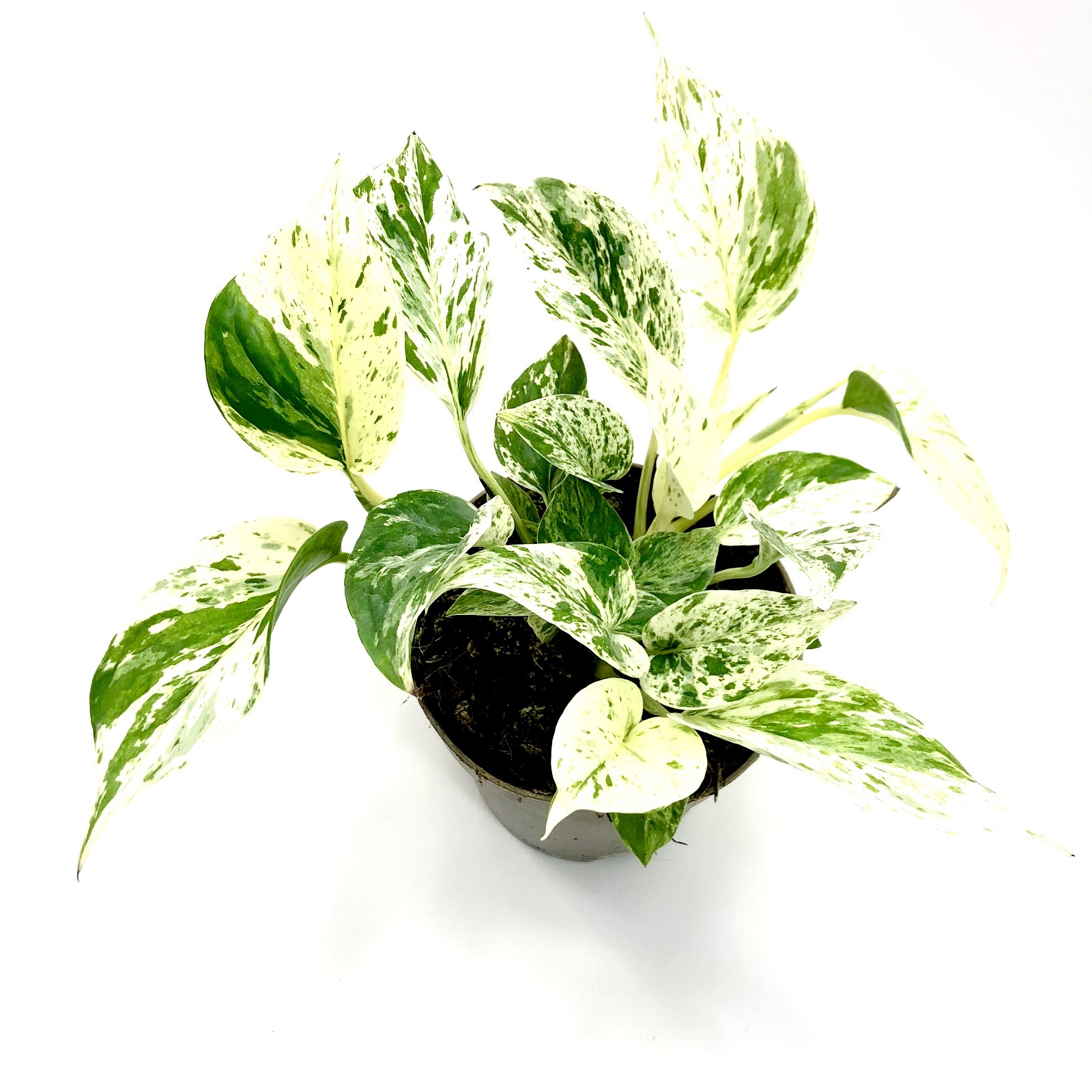 Epipremnum Marble Queen