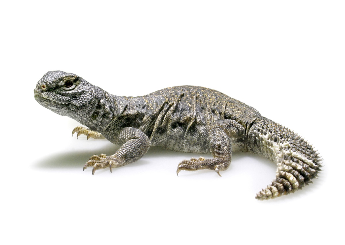Uromastyx a. nigriventris Afrik. Dornschwanzagame