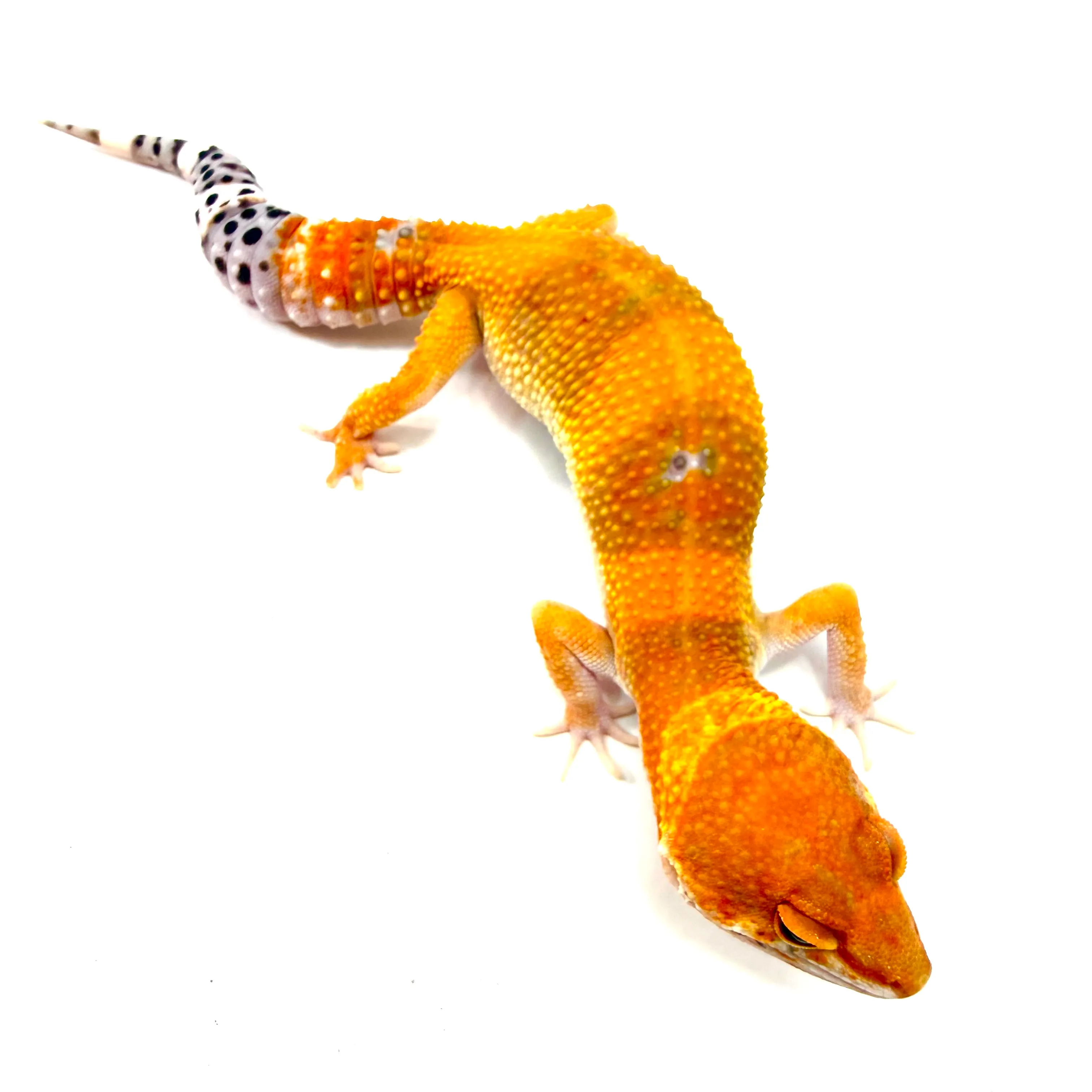 Tangerine Leopardgecko