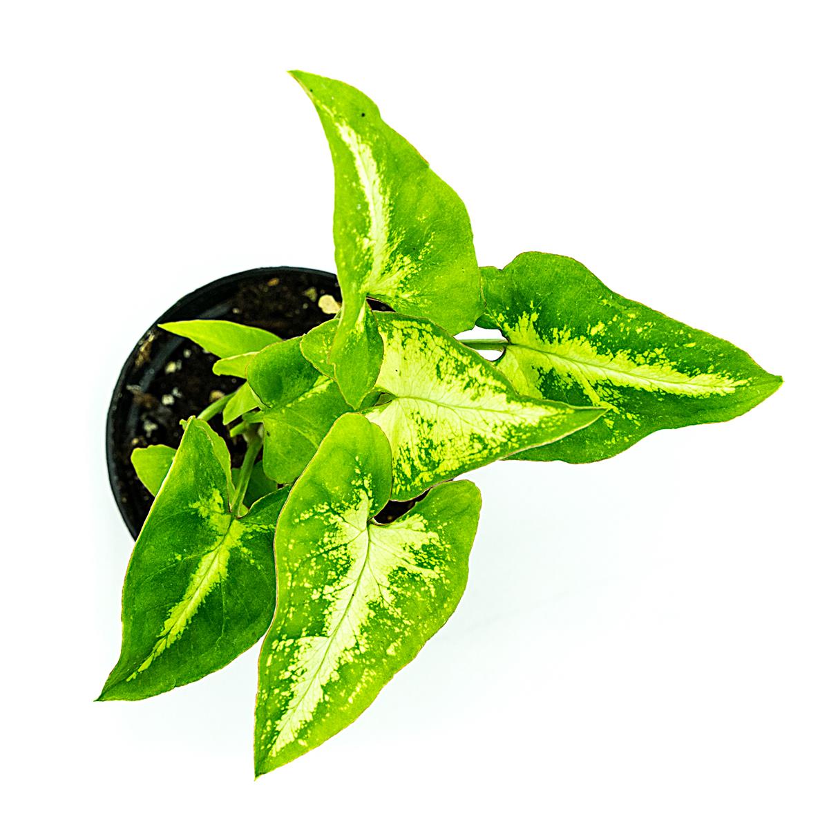 Syngonium podophyllum