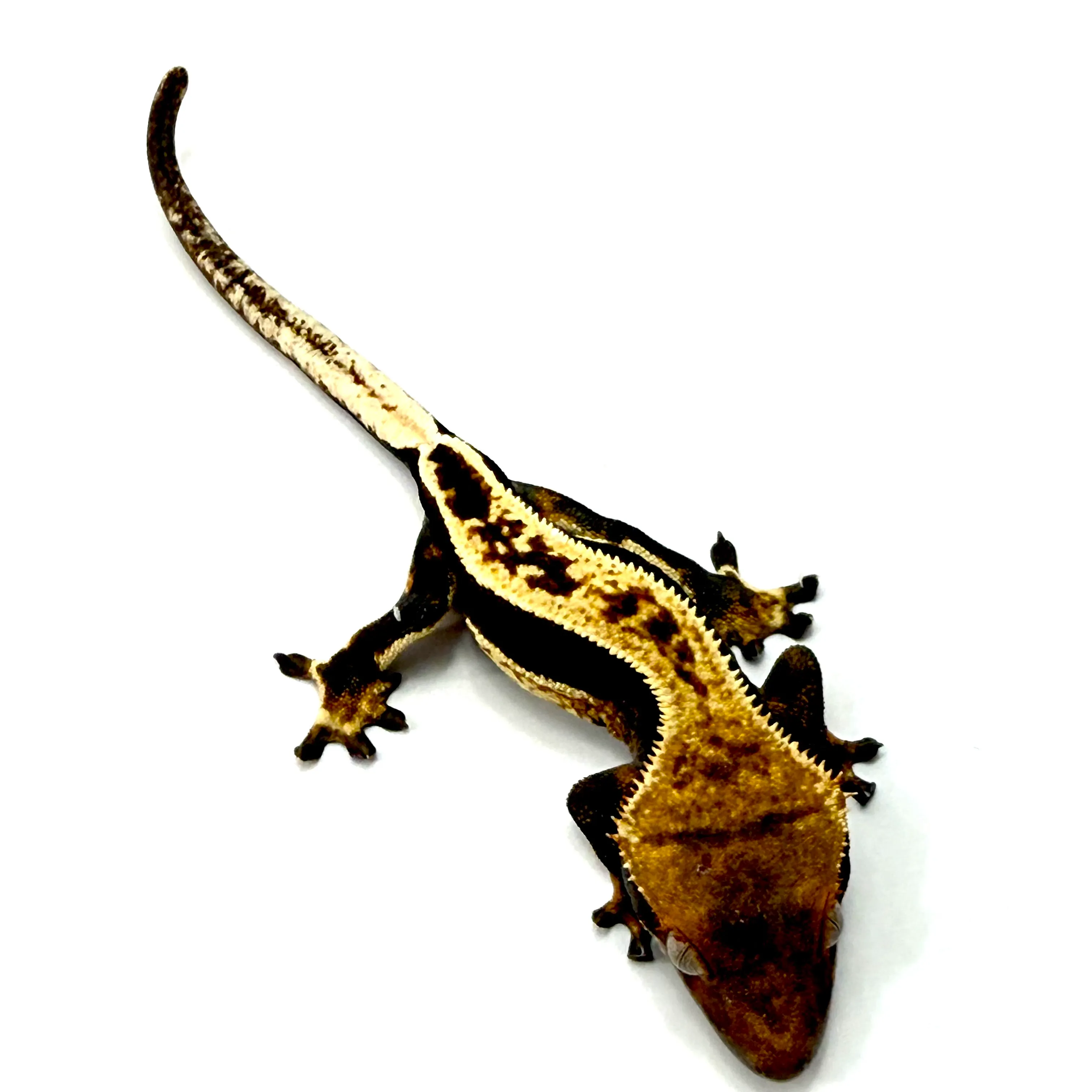 Pinstripe Tricolor Kneecap Flame