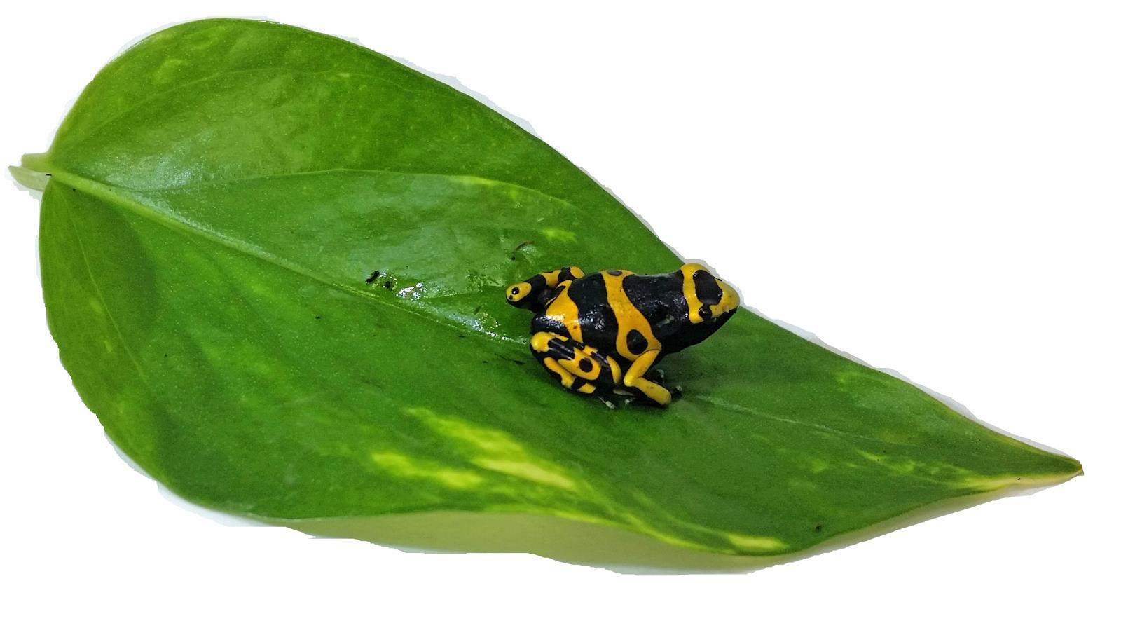 Dendrobates leucomelas